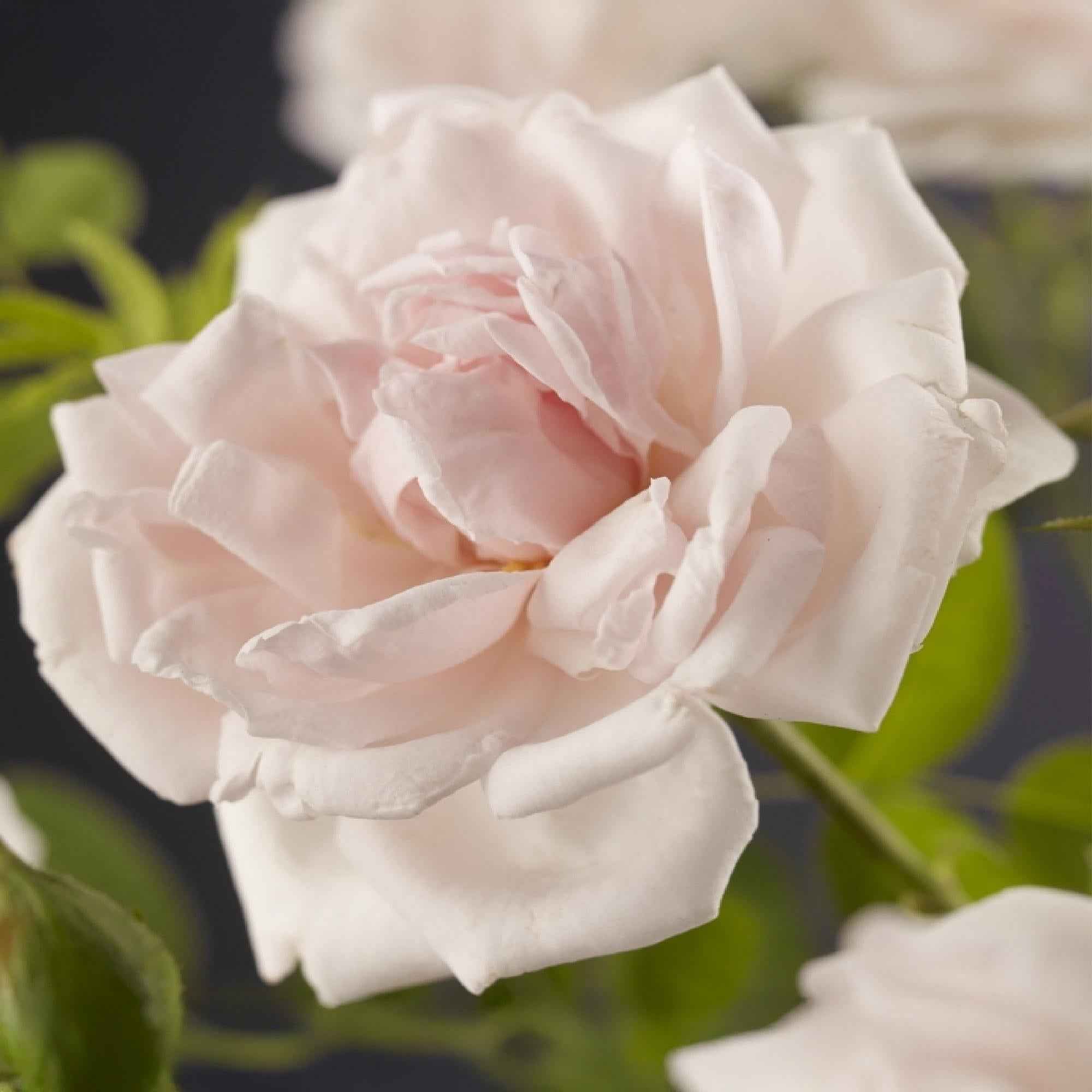Image of Kletterrose Rosa New Dawn – Zartrosa – Wenig Pflege – 2 Pflanzen – H11cm x 40cm – Duftende, widerstandsfähige Rosen für Garten & Terrasse-3
