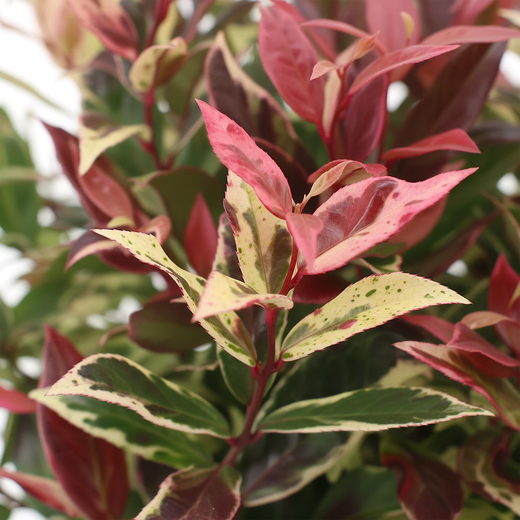 Image of Leucothoe Colour Diamond – Immergrüne Gartenpflanze mit buntem Laub – Pflegeleichter Zierstrauch für Beet, Balkon & Terrasse – 17cm-4