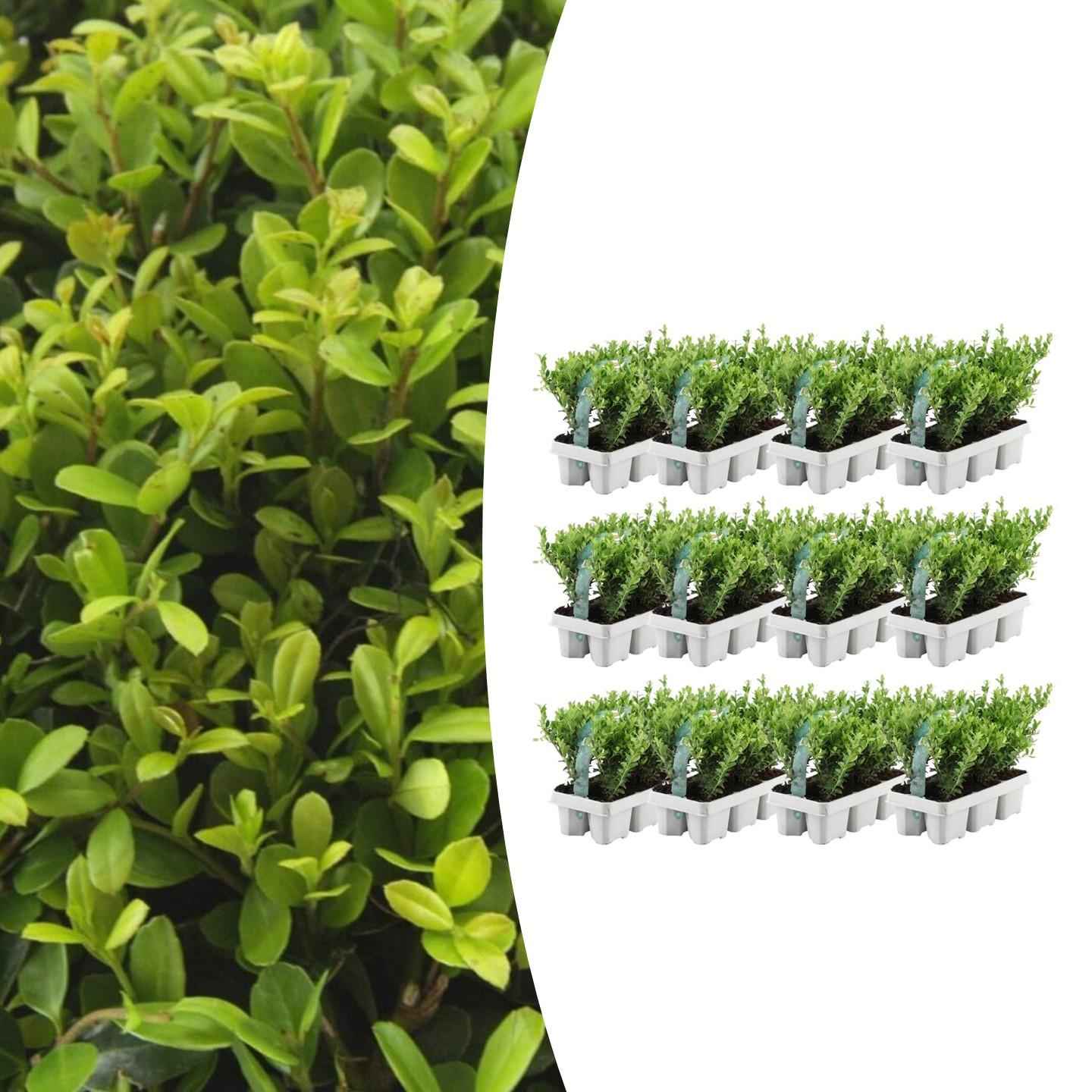 Image of Stechpalme – Ilex crenata 'Jenny' – 72 Pflanzen – Immergrün – Winterhart – Alternative zu Buchsbaum – Ø7cm ↕15cm-1