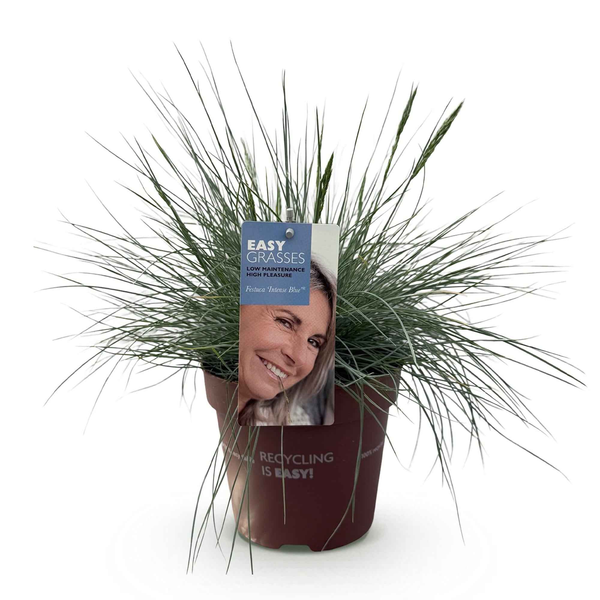 Image of Ziergras Blauschwingel Festuca glauca Intense Blue – Immergrün & winterhart – Höhe ca. 50cm – 17cm – Trockenheitsresistent für Beet & Kübel-0