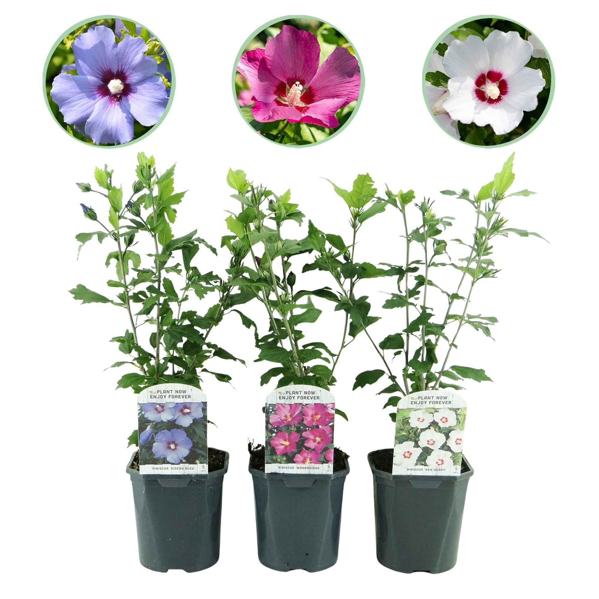 Image of Hibiscus syriacus Tricolour – 3 Pflanzen 17cm – ca. 45cm hoch – Garteneibisch mit rosa, weißen & blauen Blüten – Winterharter Strauch-1