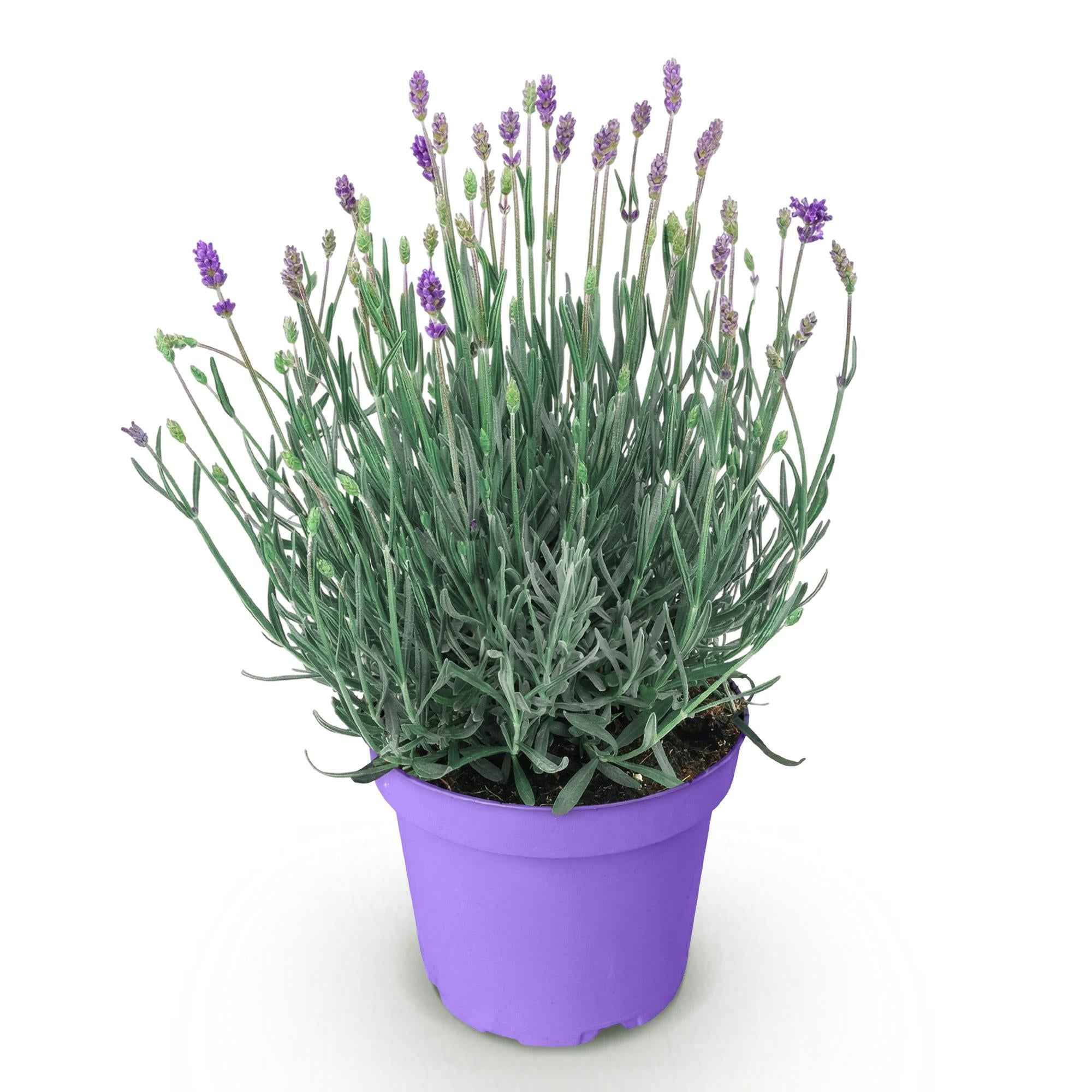 Image of Lavendel Lavandula angustifolia Munstead winterhart violett 15-25cm 12cm duftend bienenfreundlich für Garten Balkon Terrasse Beet pflegeleicht