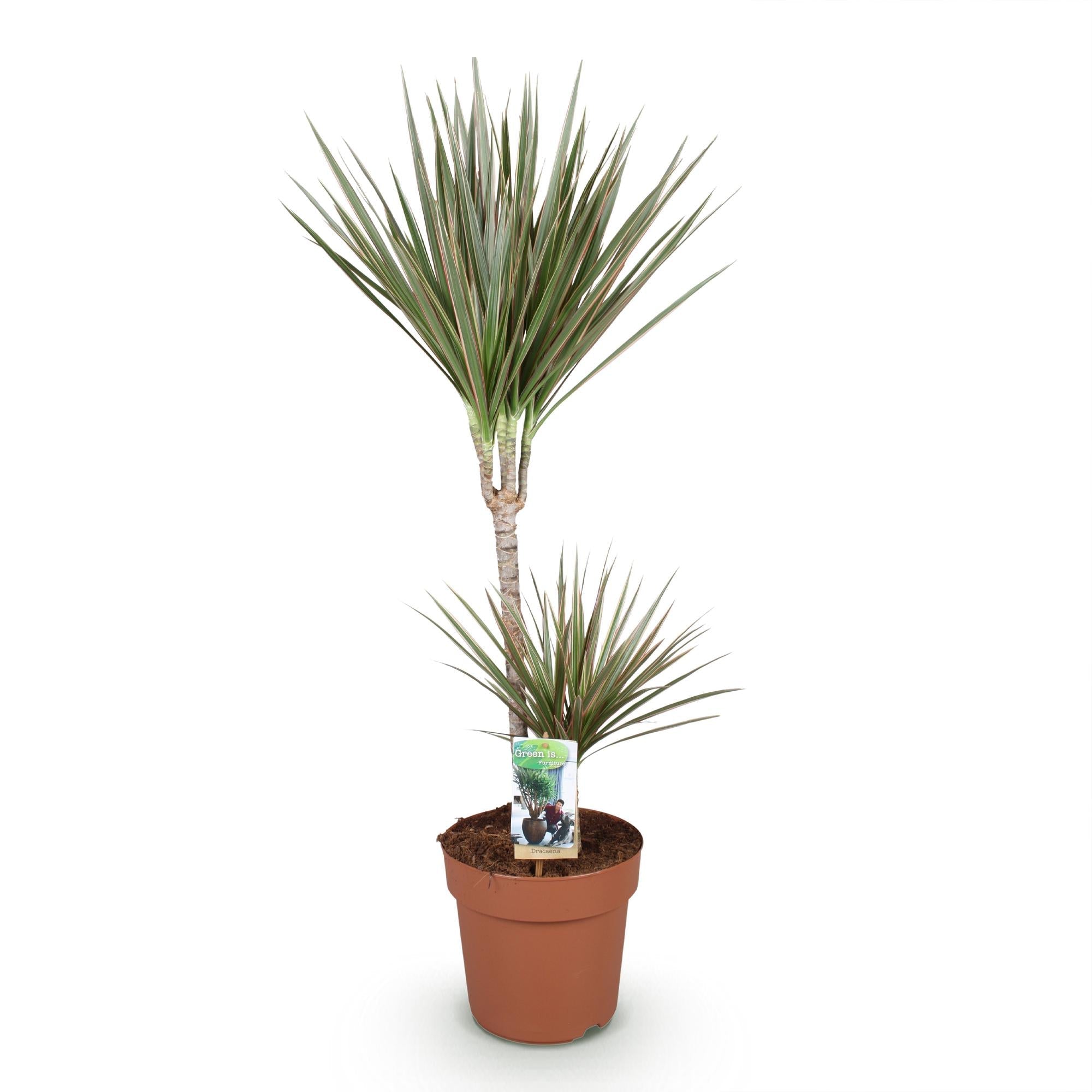 Image of Dracaena Marginata Bicolor – 90-100cm 21cm – Pflegeleichter Drachenbaum in Grün – Braun mit zweifarbigen Blättern für modernes Interieur-0