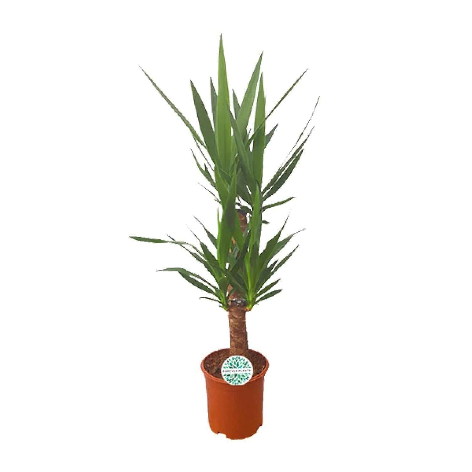 Image of Palmlilie Yucca – 90cm Ø21cm – Pflegeleichte Zimmerpflanze mit schwertförmigen Blättern – Robuste Grünpflanze für helle & halbschattige Standorte-0