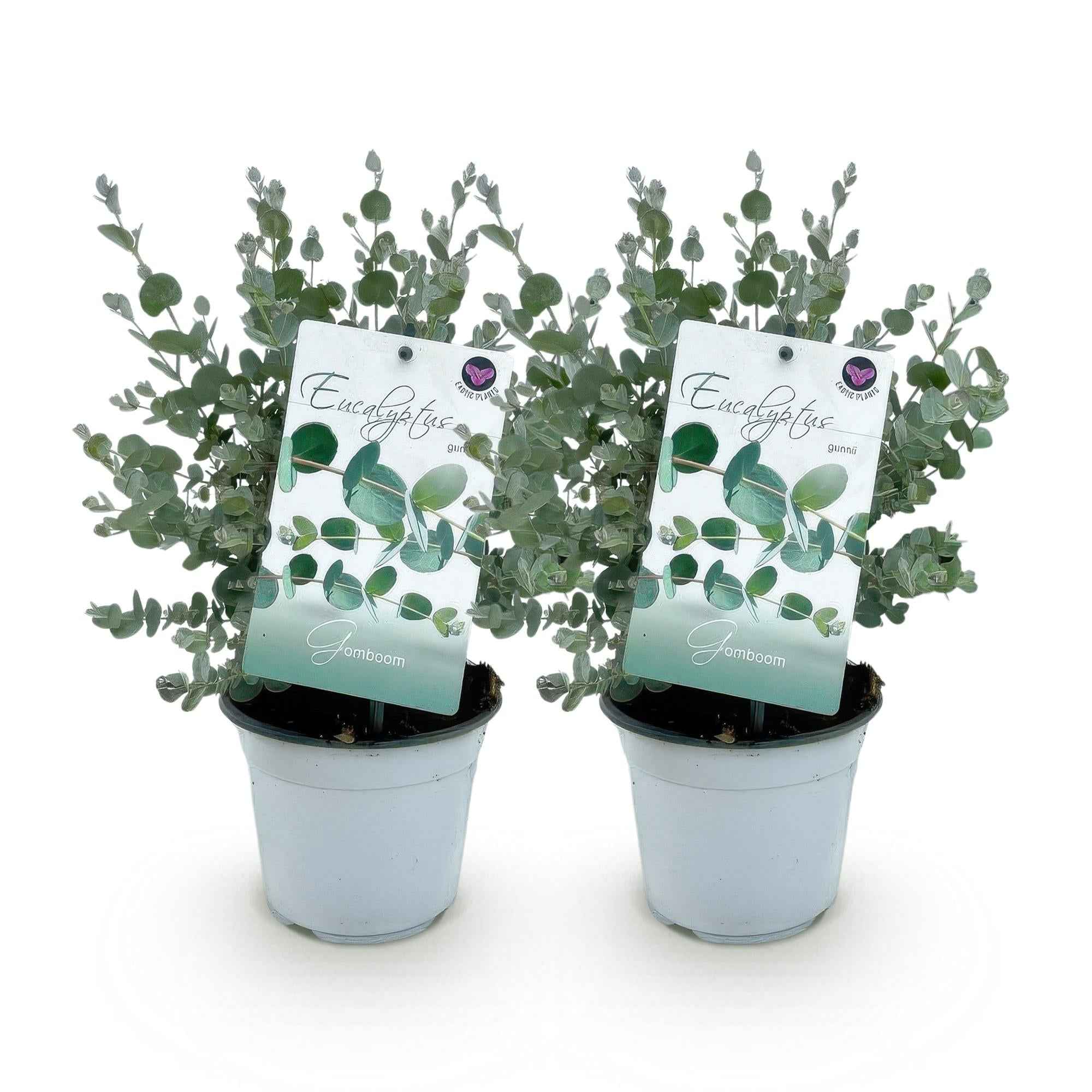 Image of Eukalyptusbaum Eucalyptus gunnii – 2 Pflanzen – Winterhart – Topf Ø14cm, Höhe ca. 30cm – Duftende Terrassenpflanze – Blaugrüne Blätter