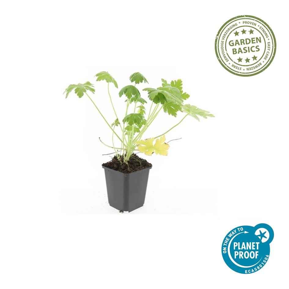 Image of Felsen – Storchschnabel Geranium macrorrhizum 'Spessart' – Winterharter Bodendecker – 60 Pflanzen – Ø9cm – Höhe 10-25cm – Weiße Blüten & grünes Laub
