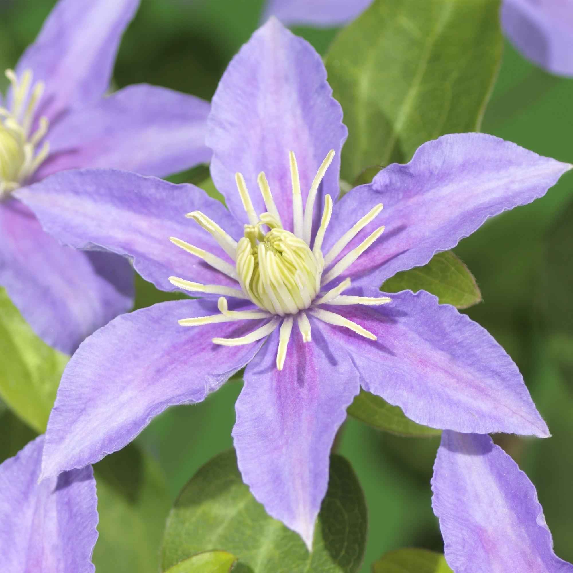 Image of Waldrebe Clematis Justa Kletterpflanze hellblau 2 Pflanzen 11cm 40cm pflegeleicht winterhart für Garten Balkon Terrasse Zaun Pergola Rankhilfe-0