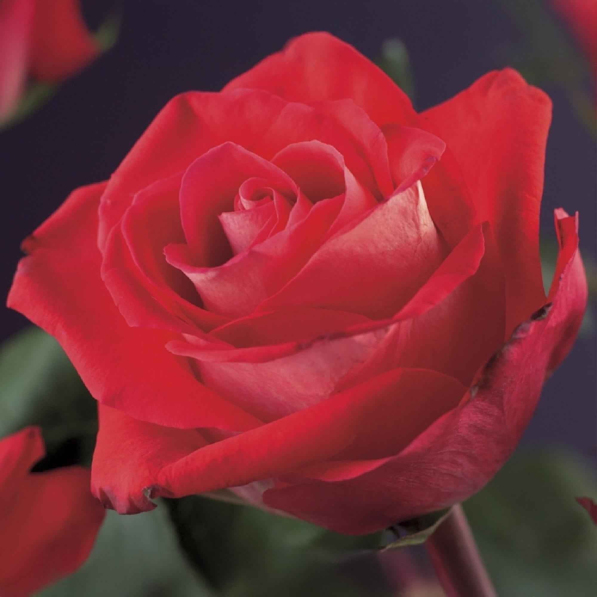 Image of Kletterrose Rosa Red Climber – 2 Pflanzen 11cm – ca. 40cm hoch – Dunkelrote duftende Blüten – pflegeleicht – Ideal für Wände, Zäune & Pergolen