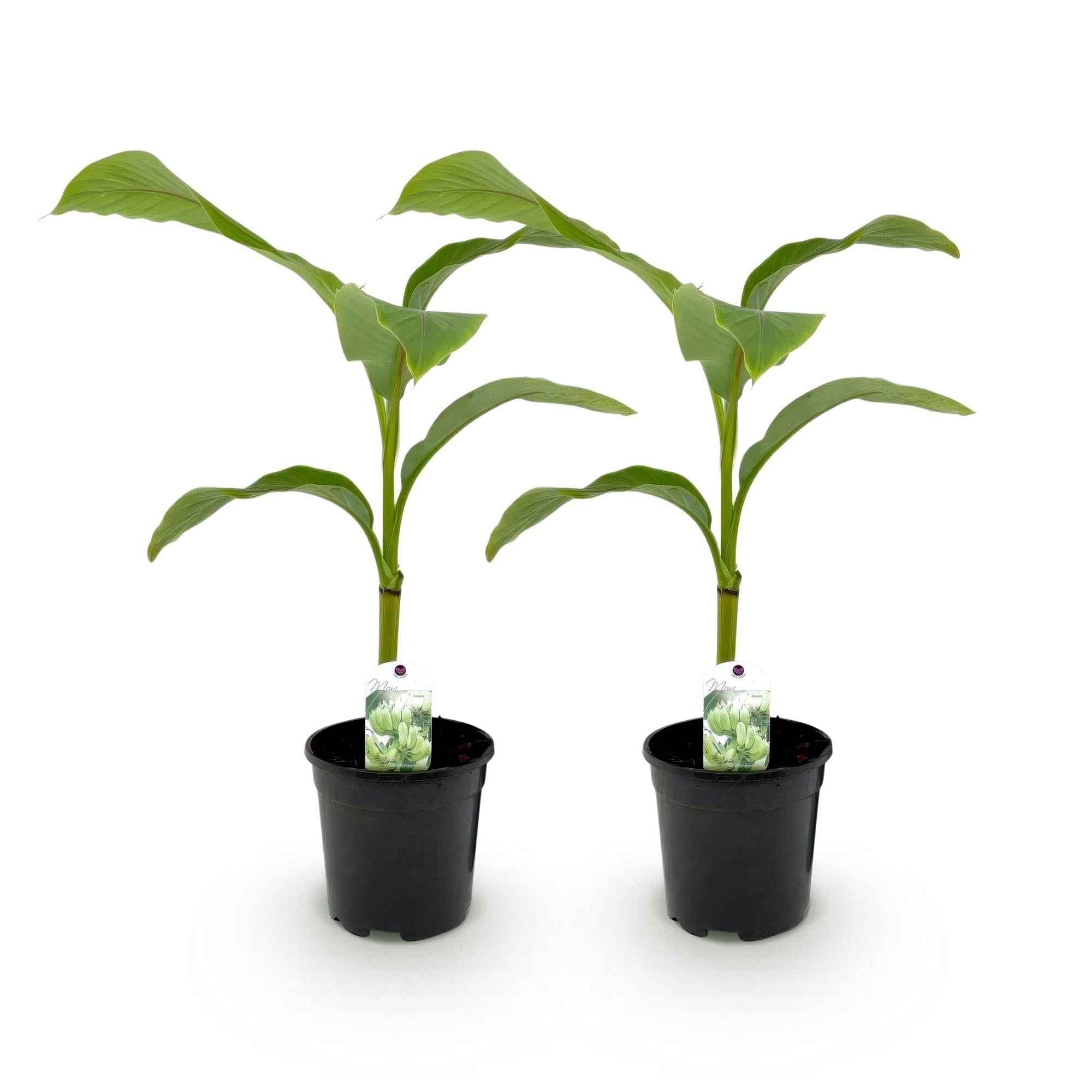 Image of Bananenpflanze Musa Basjoo – 2 Pflanzen – Winterhart – Obstpflanze – Ø17cm – Höhe ca. 40cm – Exotische Gartenbanane für Beet, Balkon & Terrasse-1