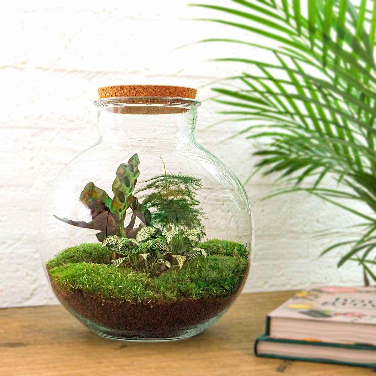 Image of Flaschengarten DIY Bausatz Bolder Bob – Terrarium Ø31cm x H30cm – Do – It – Yourself Pflanzterrarium – Autarkes Mini – Ökosystem-1
