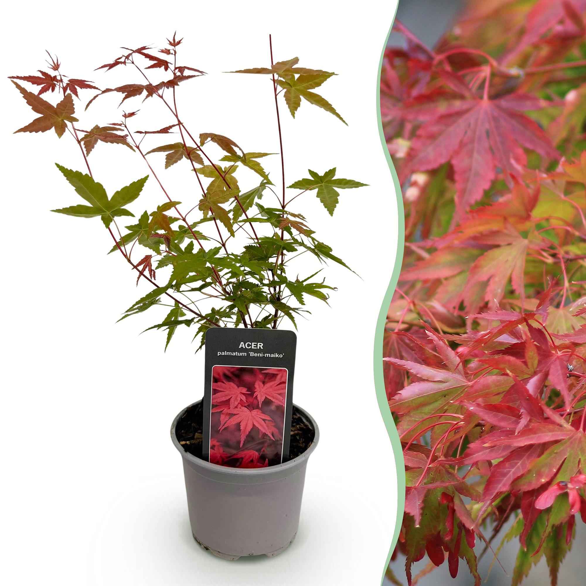 Image of Ahorn Acer palmatum Beni – maiko – 12cm Höhe ca.35cm – Rotes Laub im Frühling & Zierschimmer – Laubabwerfend & pflegeleicht-0