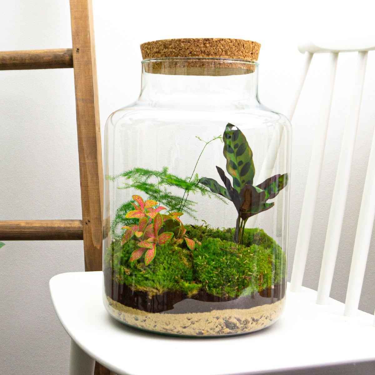 Image of Flaschengarten Milky – DIY Bausatz Terrarium – ↕30cm – Do – It – Yourself Pflanzen – Set im Glas mit Korkdeckel – Autarkes Mini – Ökosystem-2