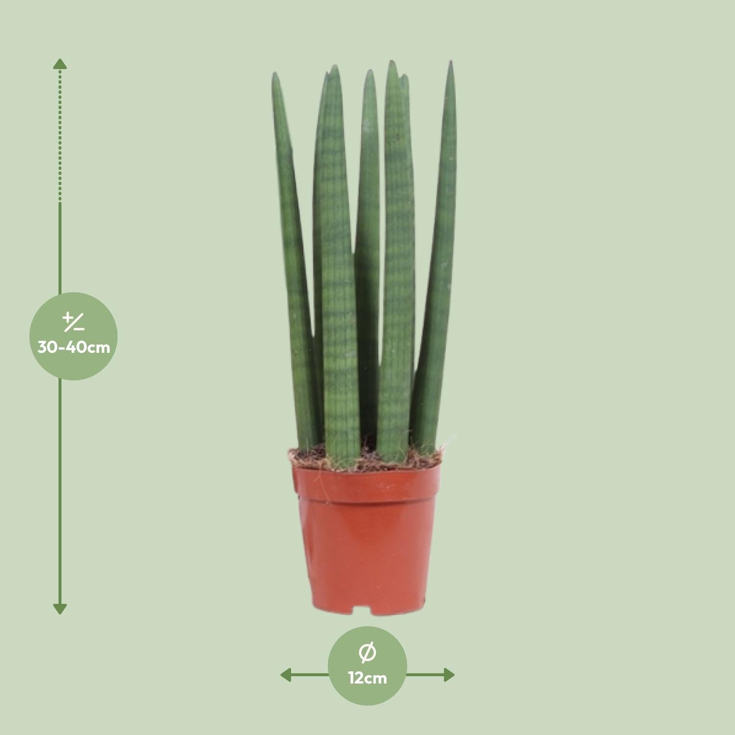 Image of Schwiegermutterzunge – Sansevieria Straight – Zimmerpflanze – Ø12cm – Ca. 40cm hoch – Pflegeleicht & luftreinigend-1
