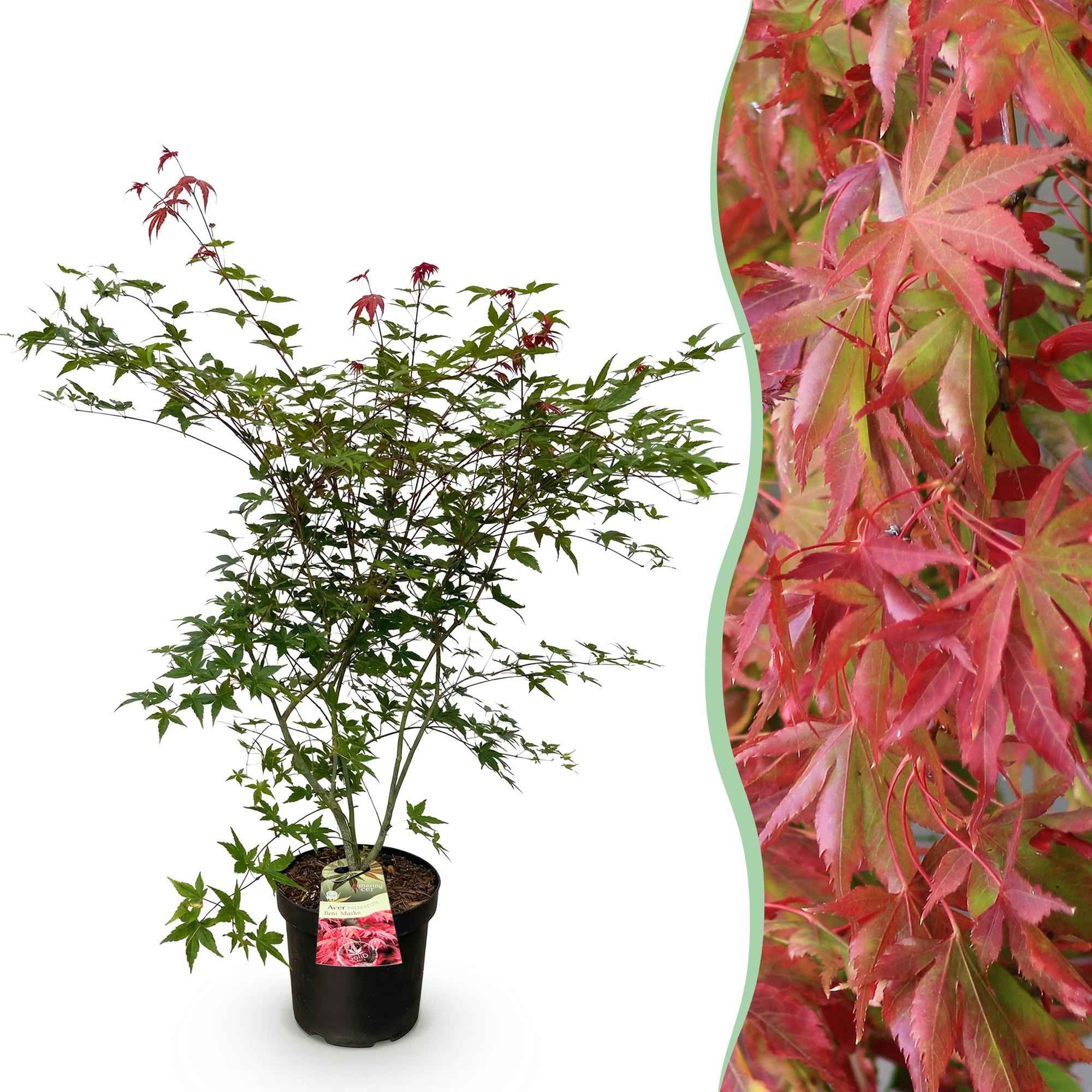 Image of Japanischer Ahorn Acer palmatum Beni Maiko, rote laubabwerfende Gartenpflanze, Zierahorn für Garten und Kübel, Ø26cm, 90cm hoch, für halbschattige