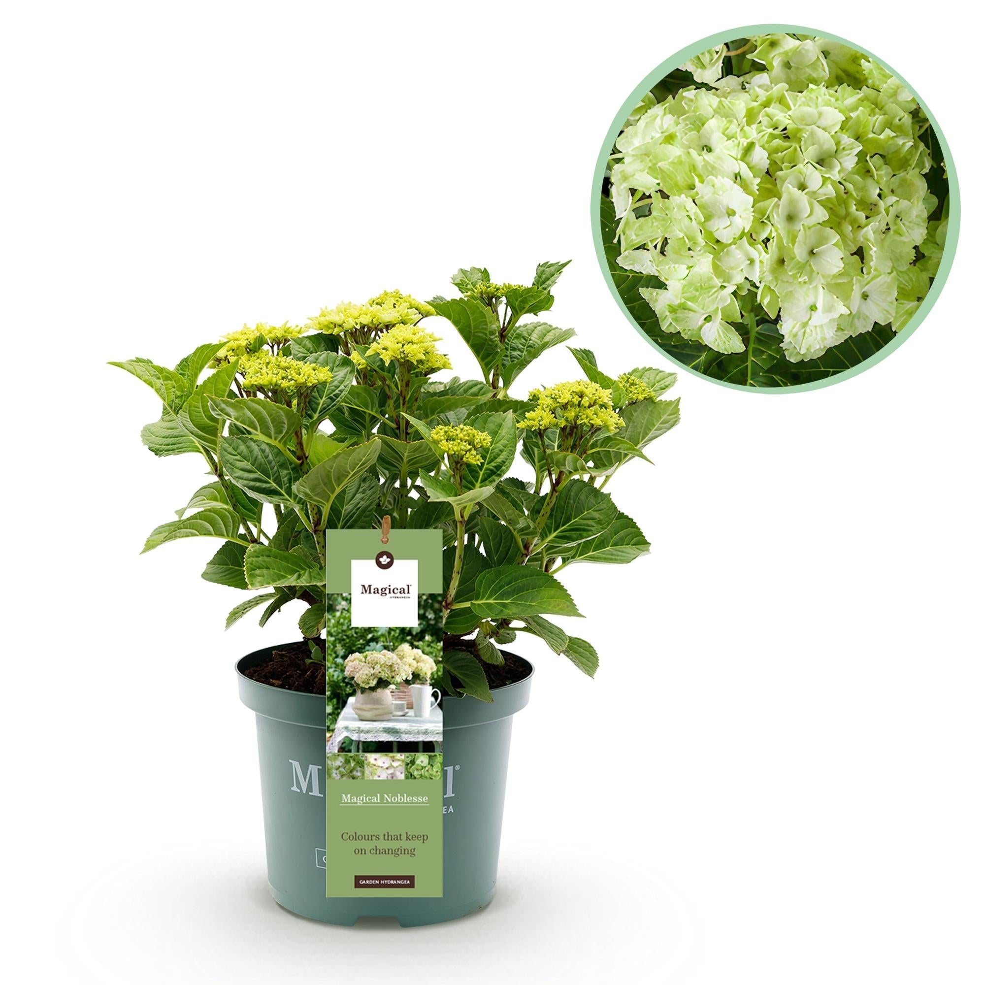 Image of Hortensie Magical Noblesse – Hydrangea macrophylla – Weiß – Balkonpflanze – 23cm Ca. 55cm hoch – 6-10 Blüten – Für Balkon, Terrasse & Beet-0