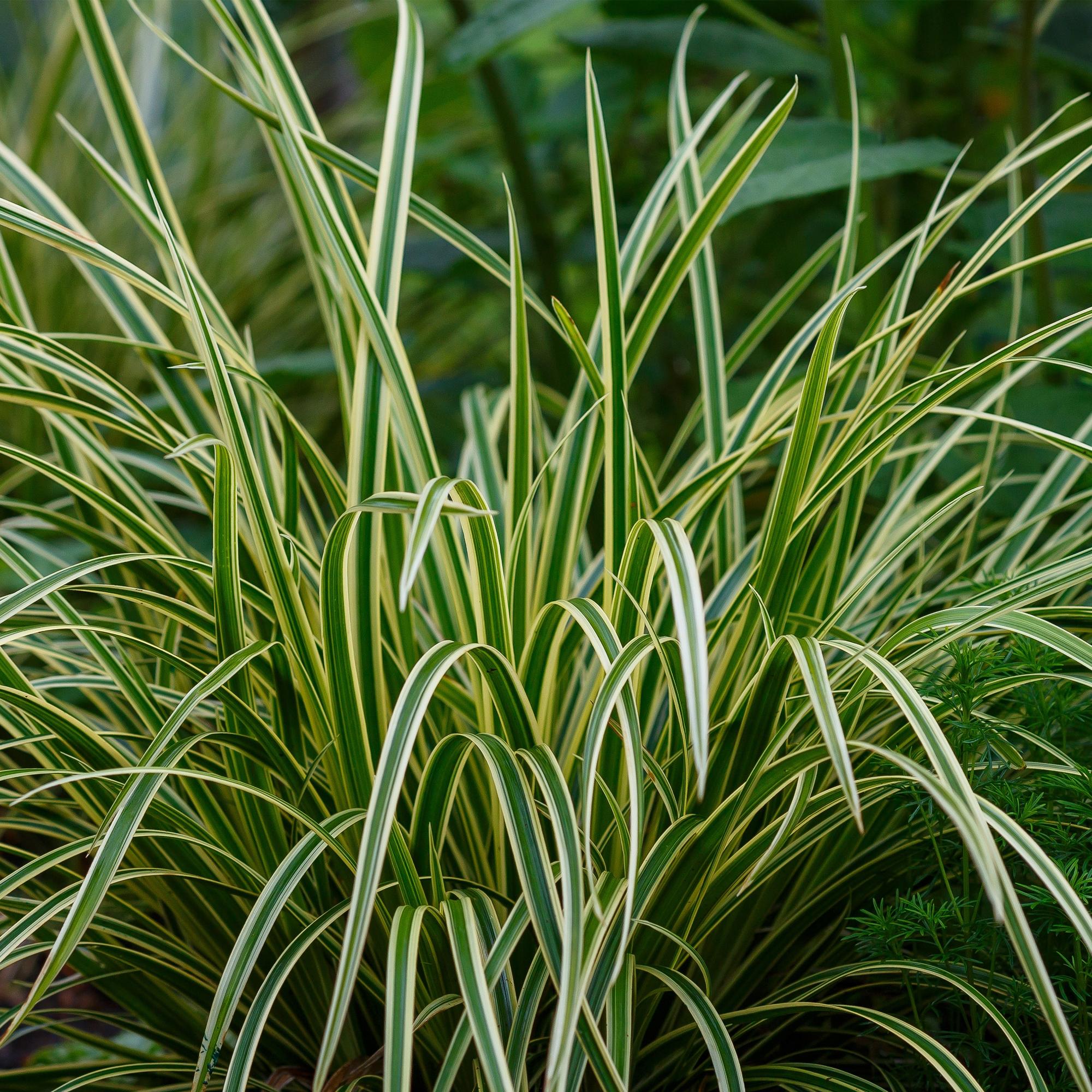 Image of Weißrandige Segge Carex morrowii Ice Dance – 2 Pflanzen – Ø17cm – Immergrün, winterhart & pflegeleicht – Weiß – grüne Blätter – Höhe ca. 50cm-4