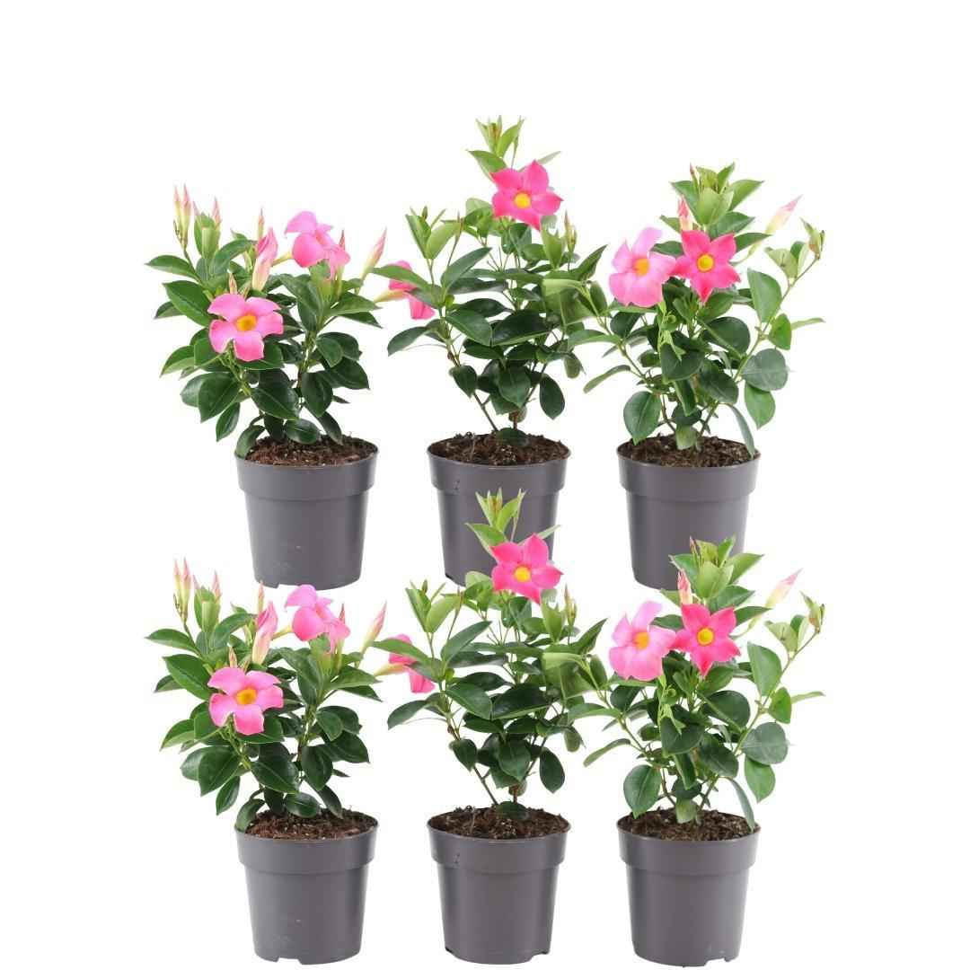 Image of Dipladenia Pink – Mandevilla Pink – Kletterpflanze – Ø12cm – ↕25cm – 6 Pflanzen – blühfreudig & pflegeleicht – ideal für Balkon, Terrasse & Garten