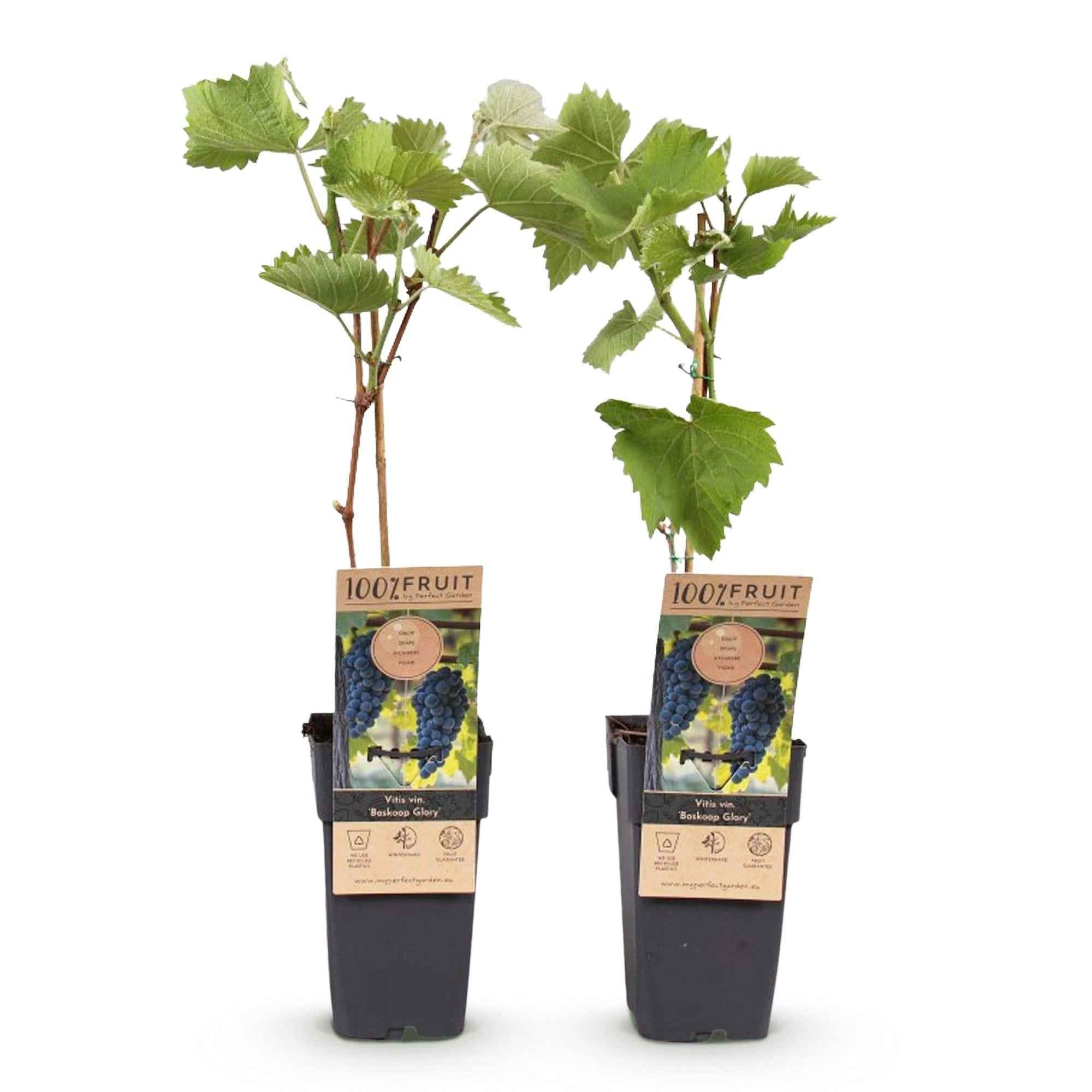 Image of Weinrebe Vitis vinifera Boskoop Glory – Blaue Traube – 2 Pflanzen – Obstpflanze – 15cm – Höhe 50cm-2