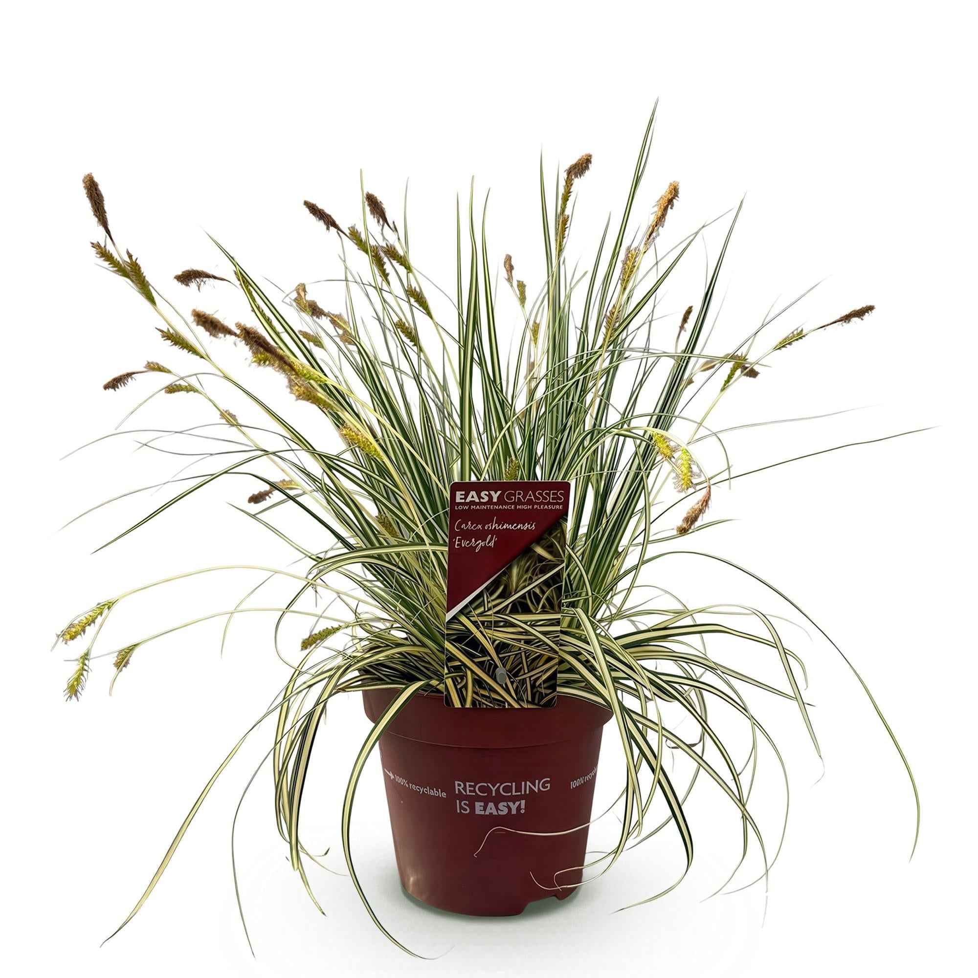 Image of Ziergras Segge Carex oshimensis Evergold – Gelb – Grün panaschiert – Immergrün & winterhart – Höhe ca. 50cm – 17cm – Für Beet, Kübel & Balkon-0