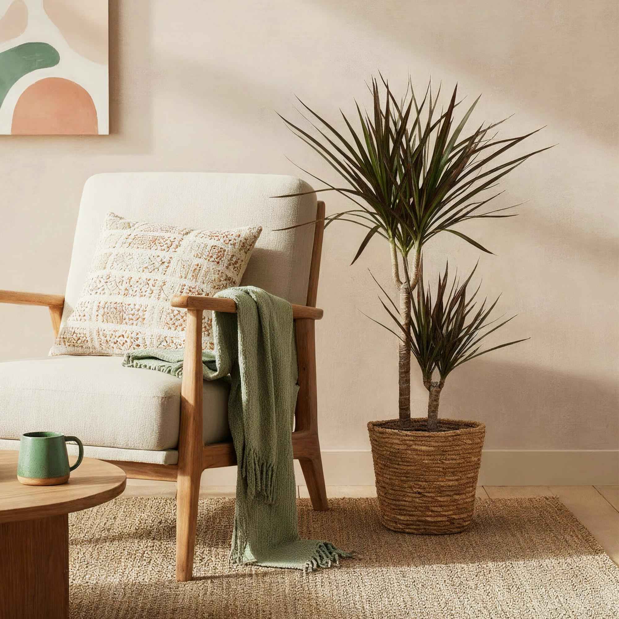 Image of Dracaena Magenta – 90-100cm – 21cm inkl. Naturkorb – Pflegeleichter Drachenbaum – Tiefrote Stängel & grün – magenta Blattwerk