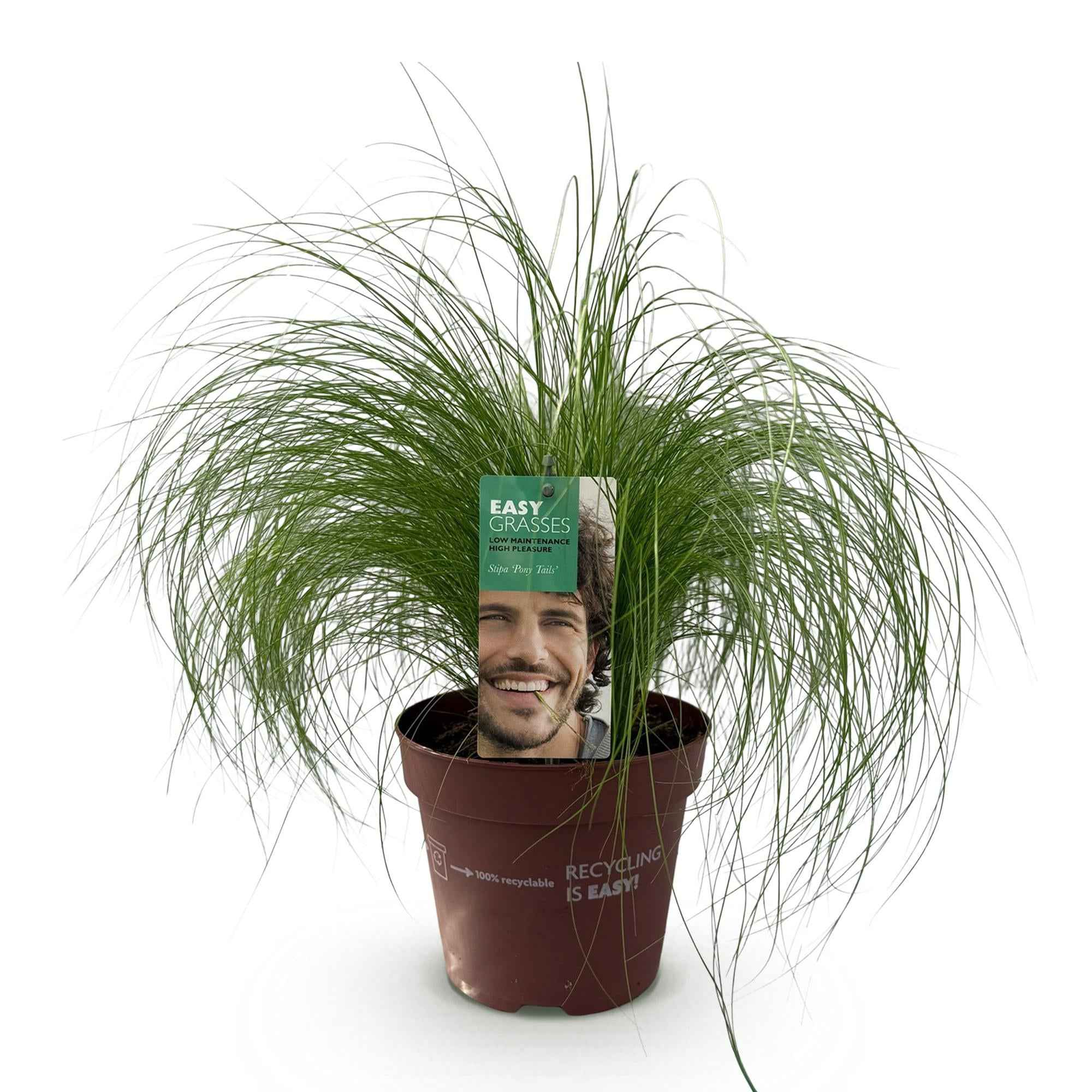 Image of Ziergras Federgras Stipa tenuifolia Pony Tails – Immergrün & winterhart – Höhe ca. 50cm – 17cm – Luftiges Ziergras für Beet & Kübel-0