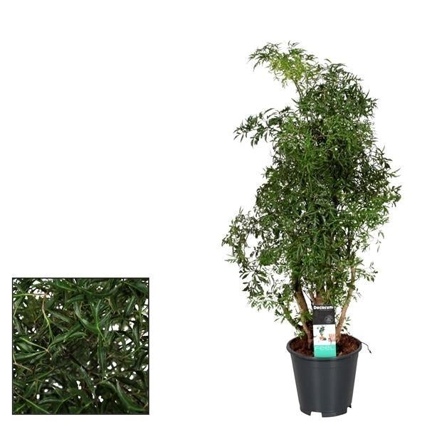 Image of Polyscias Hawaiiana Ming – Zimmerpflanze – Ø17cm – ↕65cm Höhe – Tropisches, fein gefiedertes Laub – Pflegeleicht & dekorativ-0