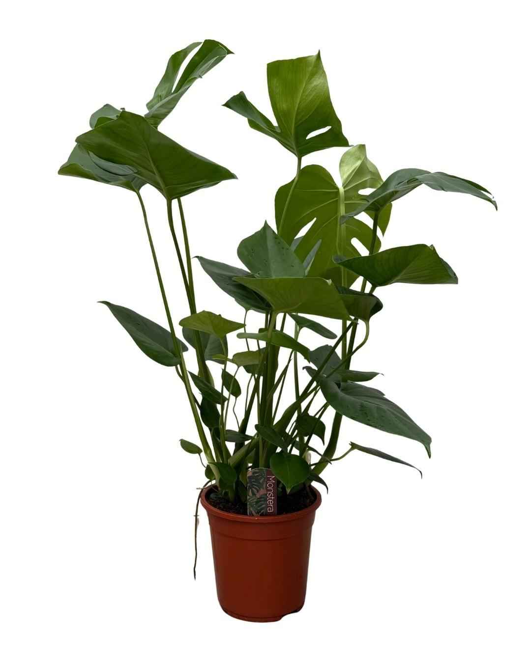 Image of Monstera – 70cm – Zimmerpflanze mit dekorativen Blattfenstern – Pflegeleichte Grünpflanze für Wohnzimmer & Büro – Urban Jungle Pflanze im Topf