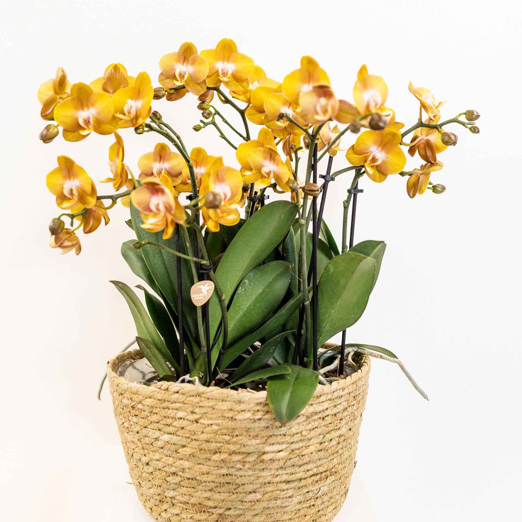 Image of Orange Orchideen-Set im Baumwollkorb – 3 Orchideen Las Vegas Ø12cm Mit autarkem Wassertank & Dochtsystem Rhipsalis & Tillandsie Pflegeleicht & dekorativ-0