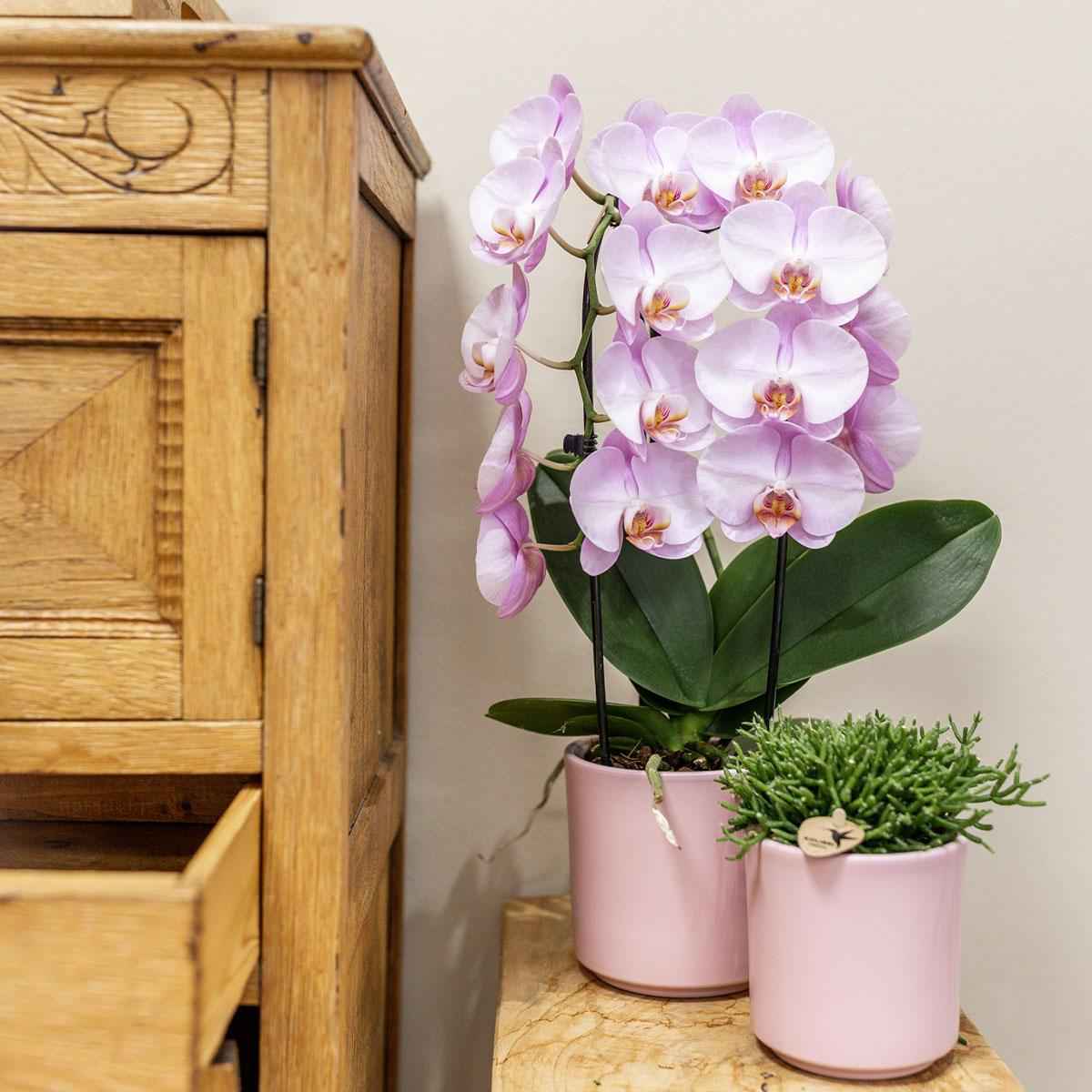 Image of Simplicity Blumentopf – Rosa – 9cm – Moderner Pflanztopf mit glatter Oberfläche – Dekorativer Übertopf für Zimmerpflanzen, Balkon & Büro-1