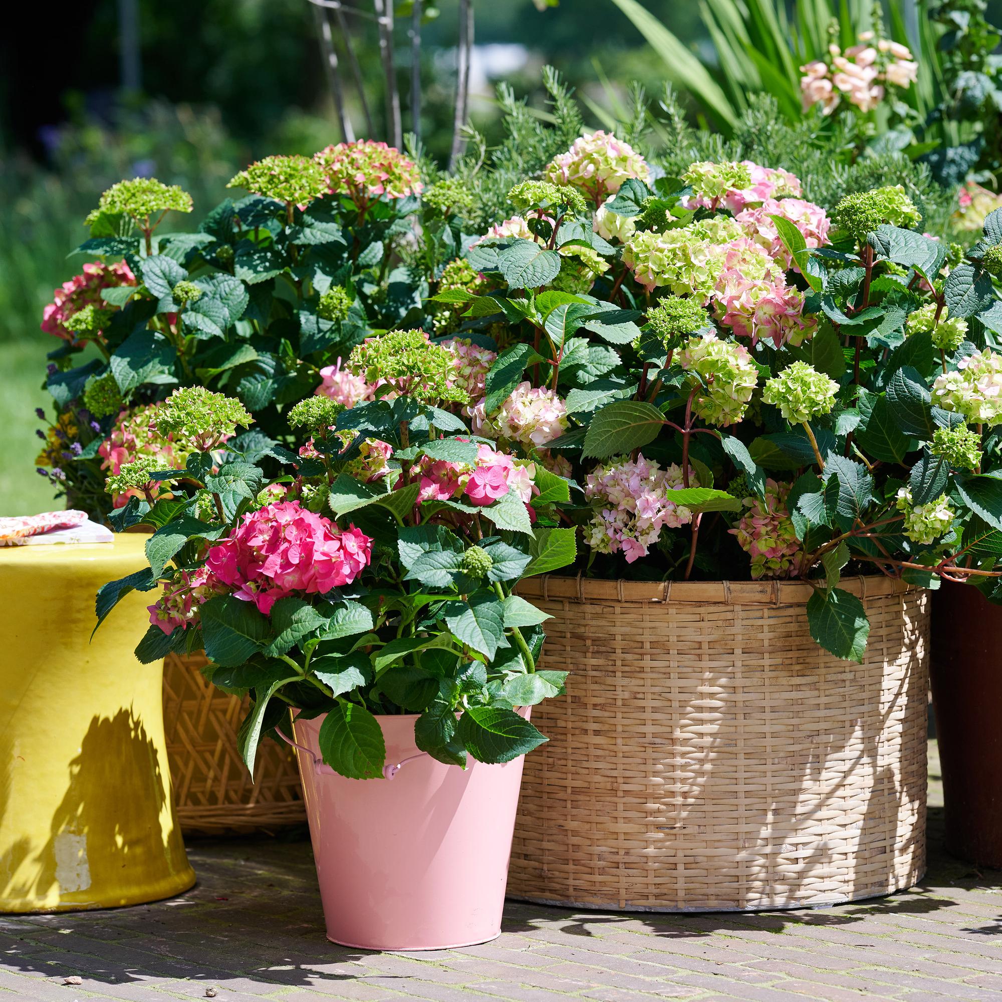 Image of Hortensie Hydrangea macrophylla The Original Pink winterhart rosa 20-25cm 14cm für Garten Balkon Terrasse Beet blühender Zierstrauch pflegeleicht-4