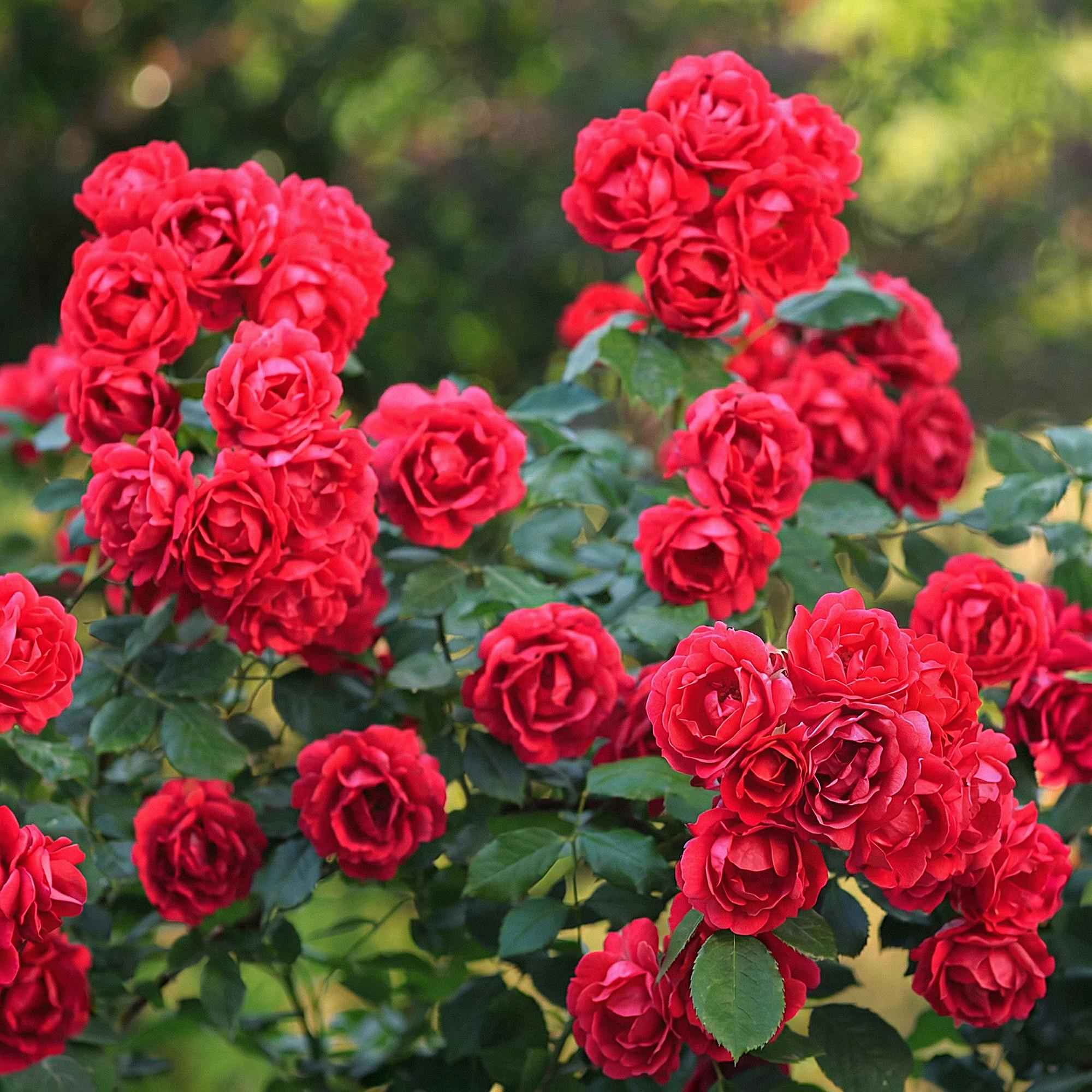 Image of Rose Rosa The Fairy Rot winterhart 20-25cm 12cm für Garten Balkon Terrasse Beet rote Beetrose dauerblühend bienenfreundlich pflegeleicht kompakt
