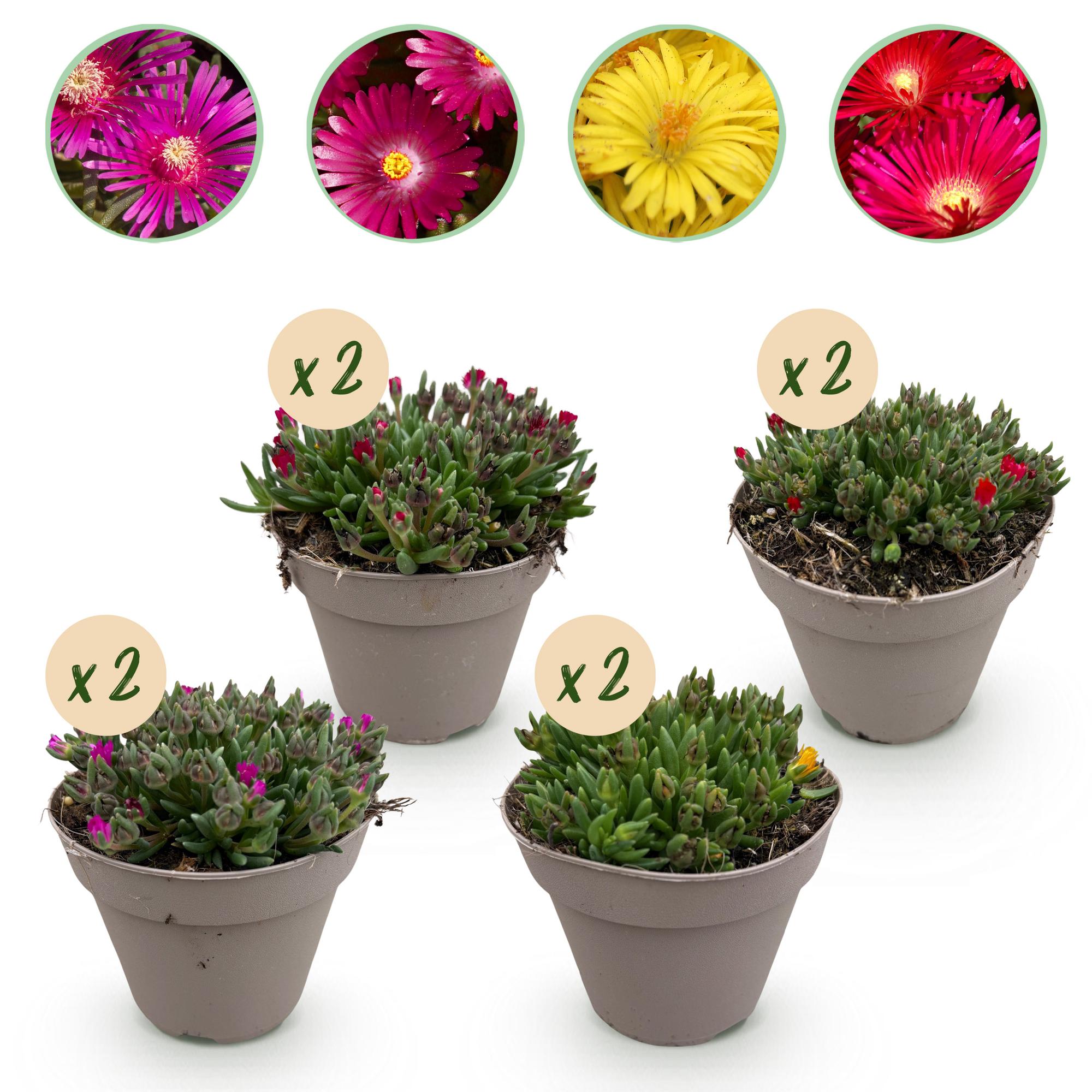 Image of Delosperma Mix – 4 winterharte Bodendeckerpflanzen – Farben Rot, Gelb, Lila & Rosa – Pflegeleichte Blühpflanzen 14cm – 17cm Höhe – Für Beet, Balkon & Terrasse-5