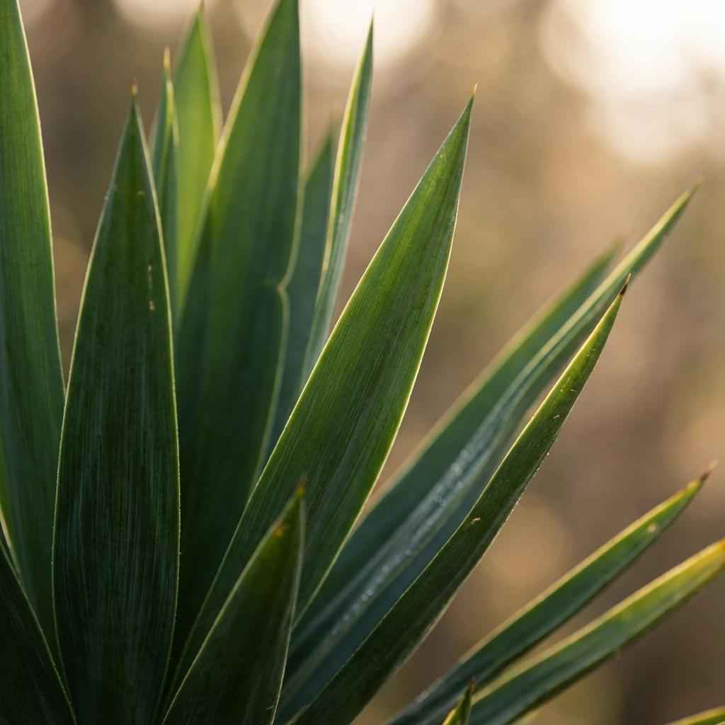 Image of Yucca Elephantipes Palmlilie Zimmerpflanze 80-90cm 21cm Pflegeleichte Grünpflanze für Wohnzimmer Büro & Innenräume-1
