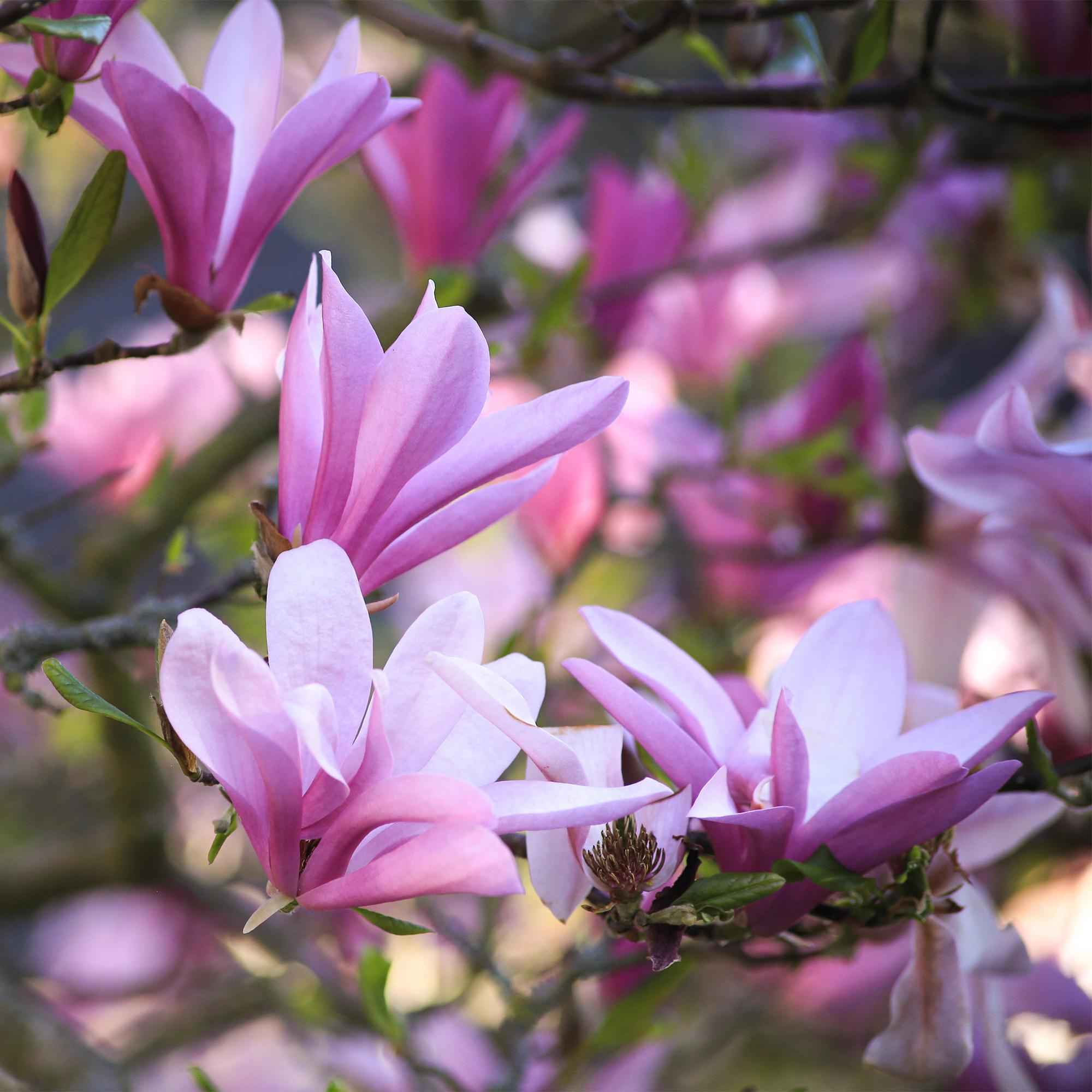 Image of Magnolia Betty – 12cm – Höhe ca. 30cm – Rosa Blüte im Frühling – Laubabwerfender pflegeleichter Zierstrauch für Beet, Balkon & Terrasse-3