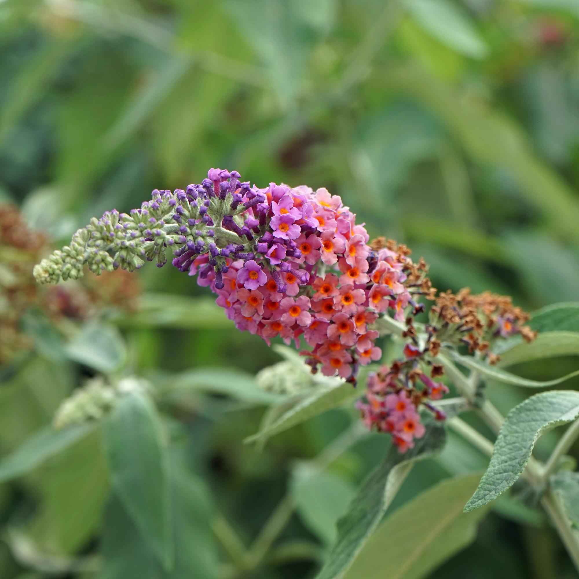 Image of Schmetterlingsstrauch Buddleja davidii Flower Power – Lila – Rosa Blüten – 17cm x H30cm – Bis 2m – Sonnig & Pflegeleicht-0