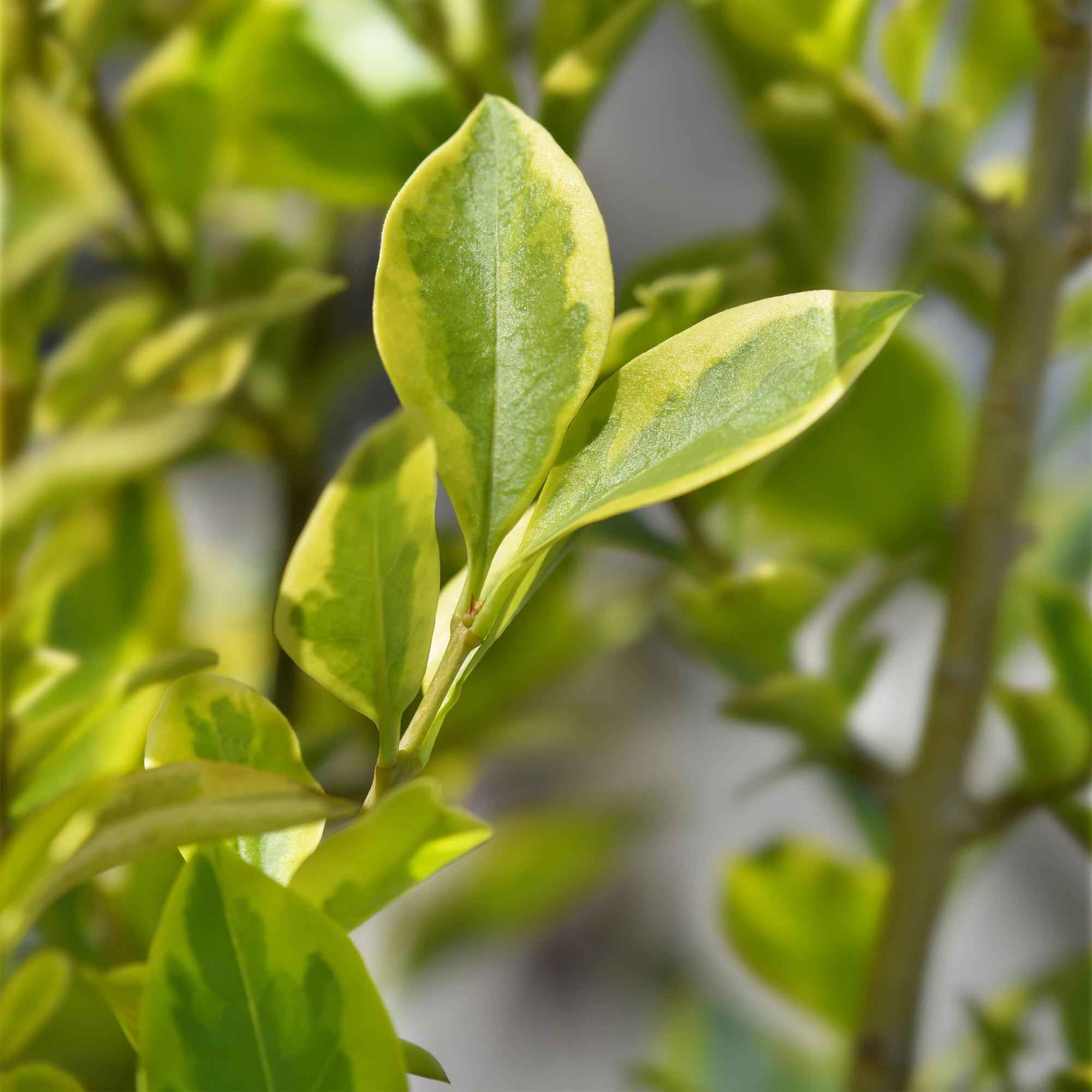 Image of Ovalblättriger Liguster Ligustrum ovalifolium Aureum – Immergrüne Heckenpflanzen – 8 Pflanzen – 1m – 9cm Höhe 35-40cm – Gelb – Grün – Pflegeleicht-3