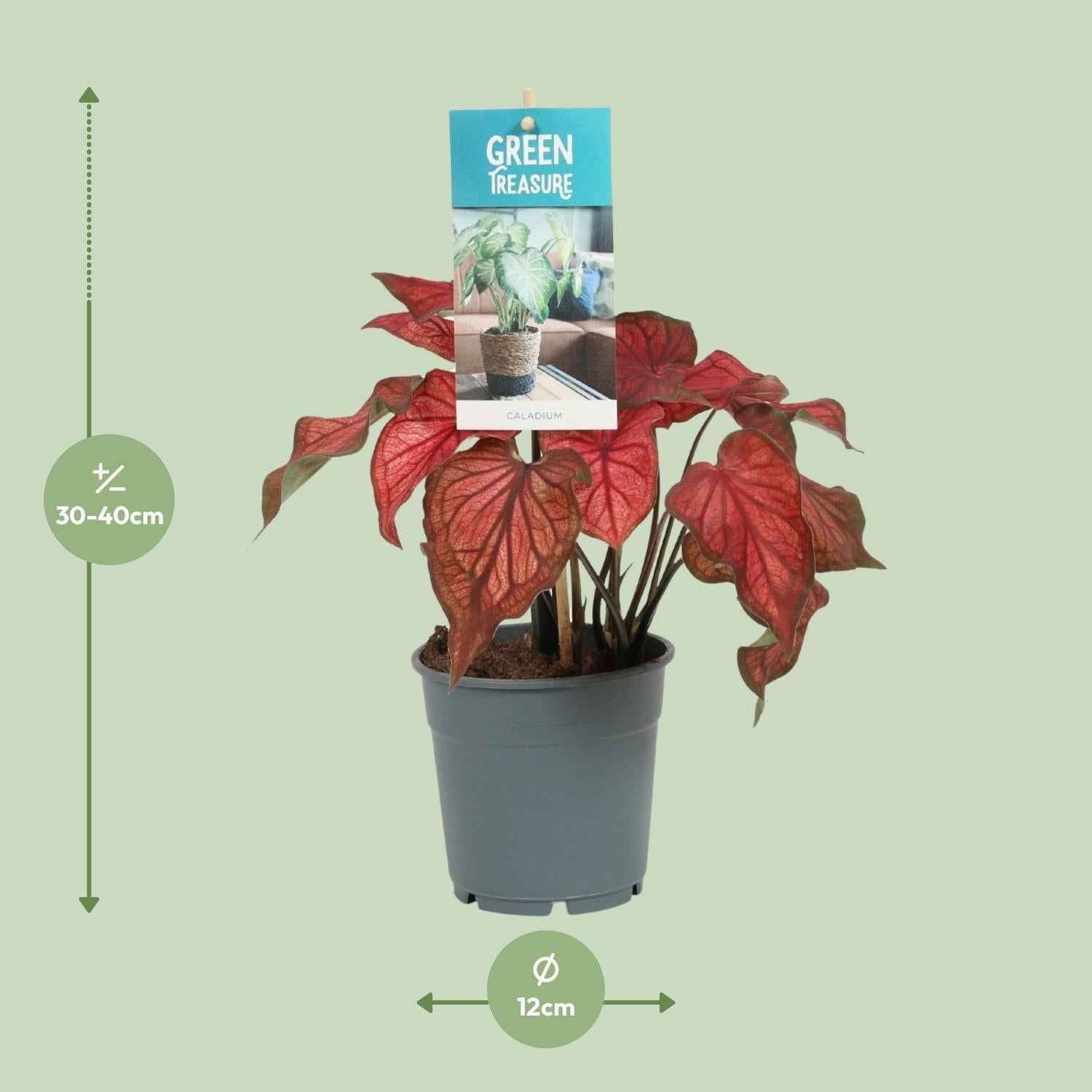 Image of Caladium Rot – Angel Wings – Ø12cm – ↕25cm – Tropische Zimmerpflanze mit roten Blättern – Pflegeleicht & dekorativ – Für halbschattige Standorte