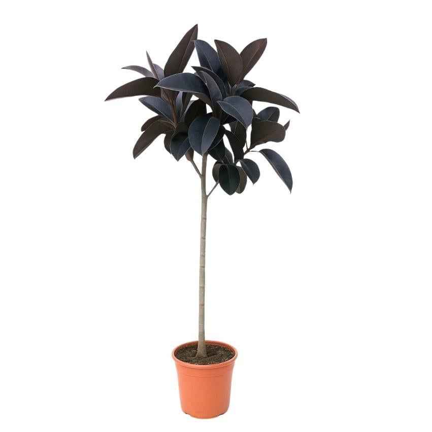 Image of Ficus Elastica Abidjan – 130cm – Große Zimmerpflanze mit dunkelgrünem Glanzlaub – Luftreinigender Gummibaum für Zimmer & Büro-0