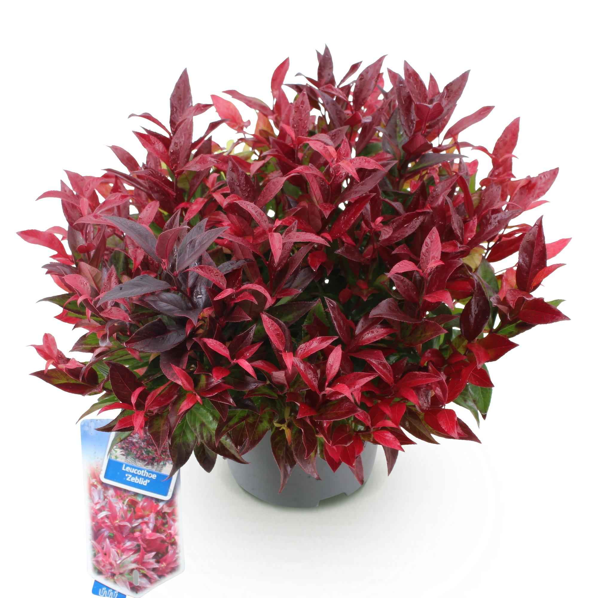 Image of Traubenheide Leucothoe Zeblid – 17cm Höhe ca.45cm – Immergrün & farbintensiv – Rotes Laub – Pflegeleichter dekorativer Zierstrauch-1