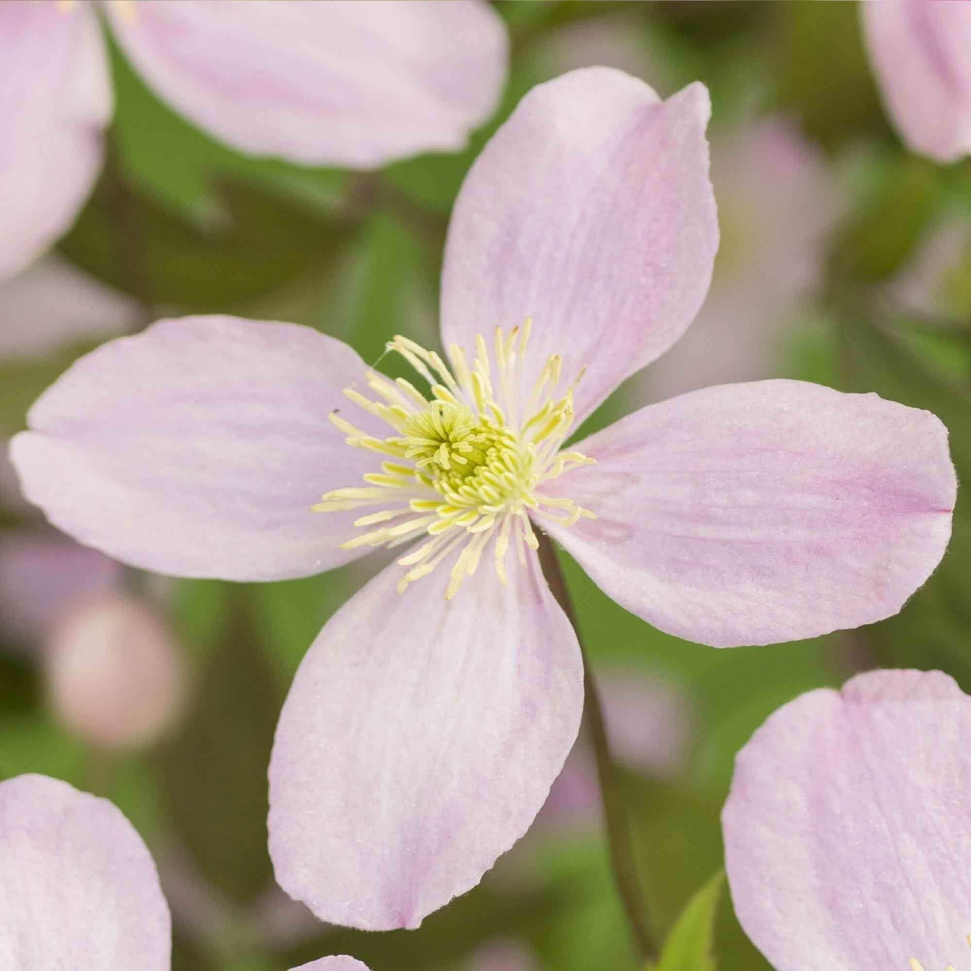 Image of Kletterpflanze Clematis montana Rubens – Hellrosa Blüten – Frühblühend – 2 Pflanzen – 11cm x H40cm – Bis 10m – Pflegeleicht