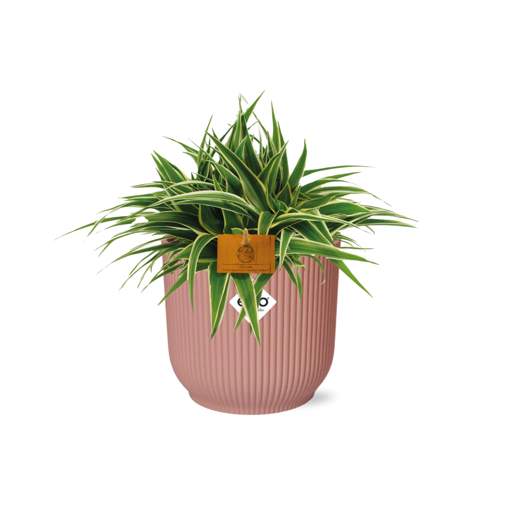Image of Grünlilie – Chlorophytum Ocean – ca. 15cm Höhe – Zimmerpflanze mit weißen Blattstreifen – luftreinigend & pflegeleicht – Topfgröße Ø16cm-0
