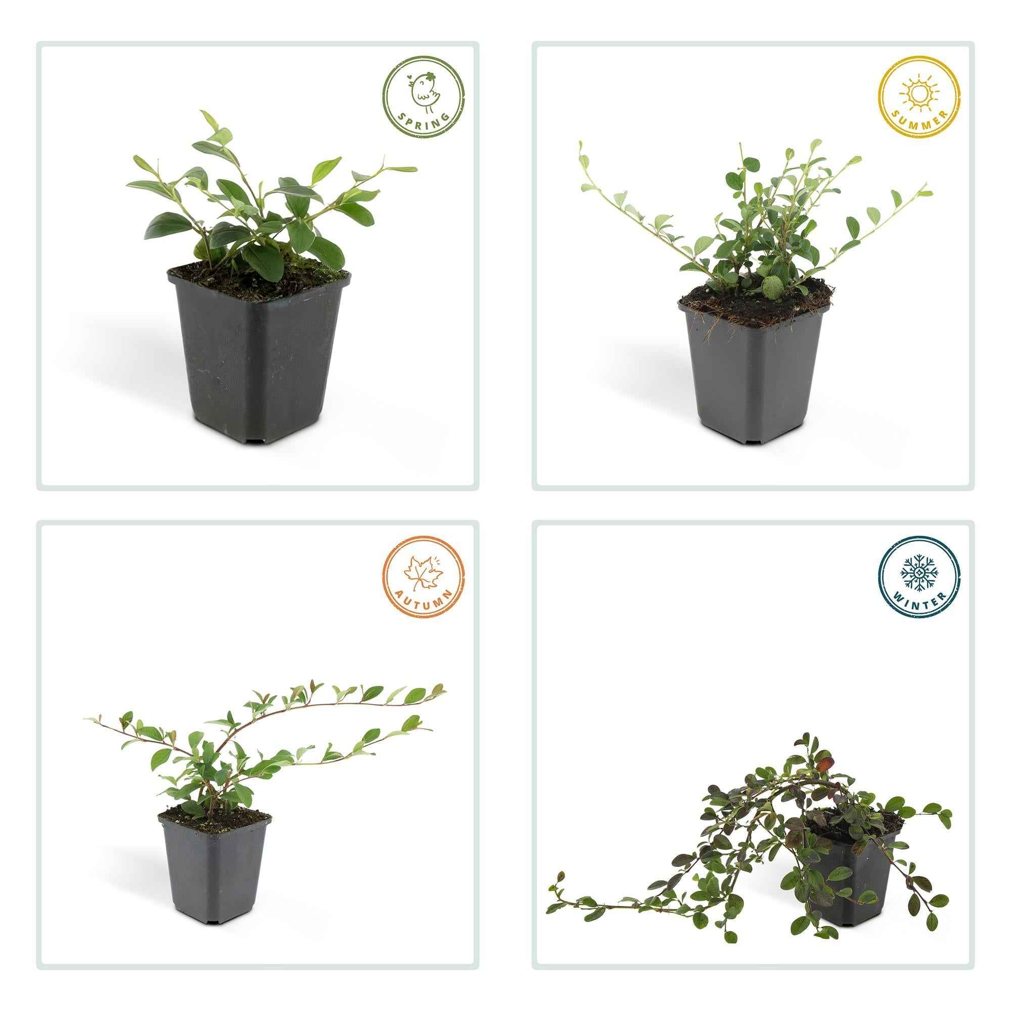 Image of Cotoneaster dammeri 'Major' – Robuster, flächendeckender Bodendecker – 48 Pflanzen – ↕25cm – Ø9cm – Weiße Blüten & rote Beeren-3