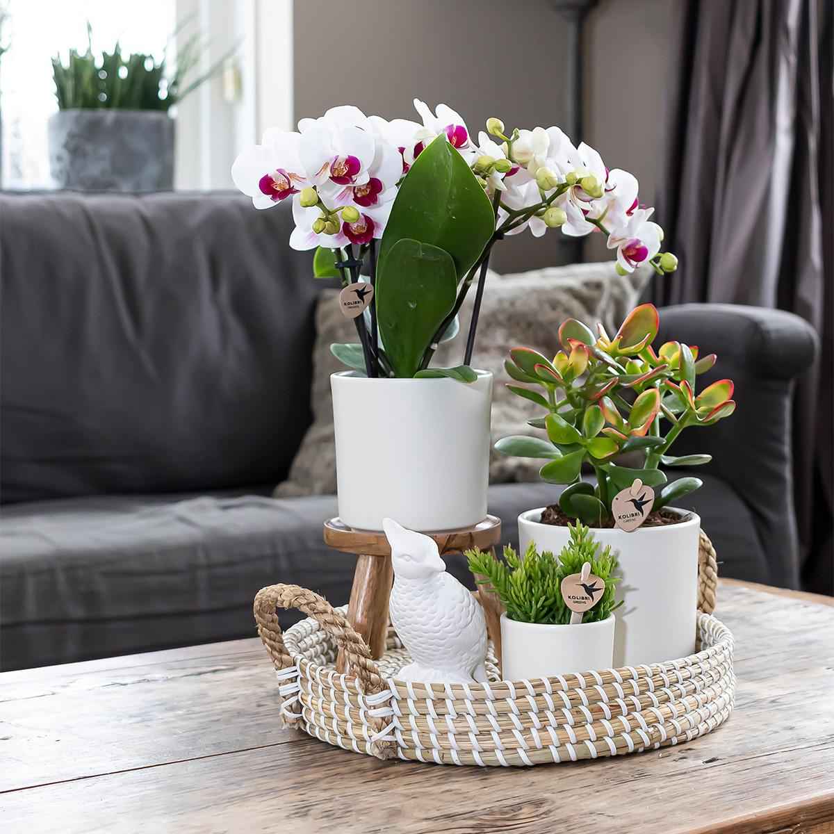 Image of Simplicity Blumentopf Weiß – Ø9cm – Blumentopf für kleine Zimmerpflanzen, Sukkulenten & Kräuter