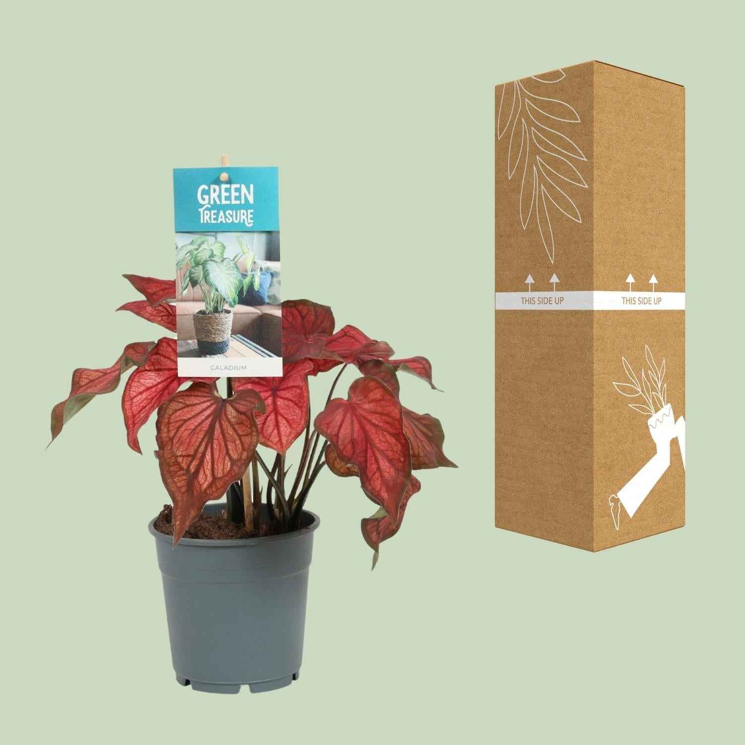 Image of Caladium Rot – Angel Wings – Ø12cm – ↕25cm – Tropische Zimmerpflanze mit roten Blättern – Pflegeleicht & dekorativ – Für halbschattige Standorte