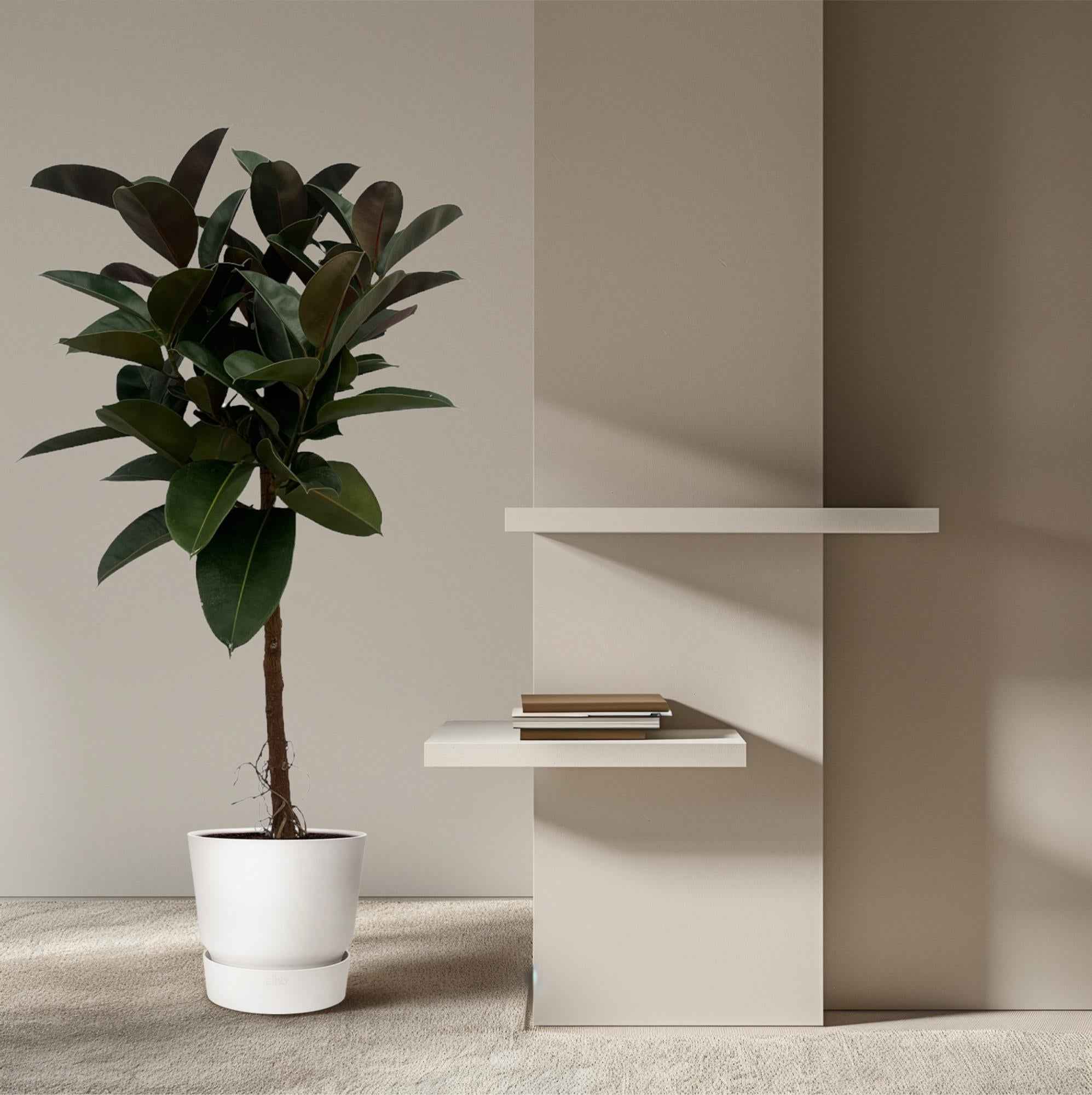 Image of Gummibaum Ficus Elastica Robusta Stamm – Zimmerpflanze 140cm hoch – Ø27cm – Üppige, glänzende Blätter – Pflegeleicht & dekorativ-3