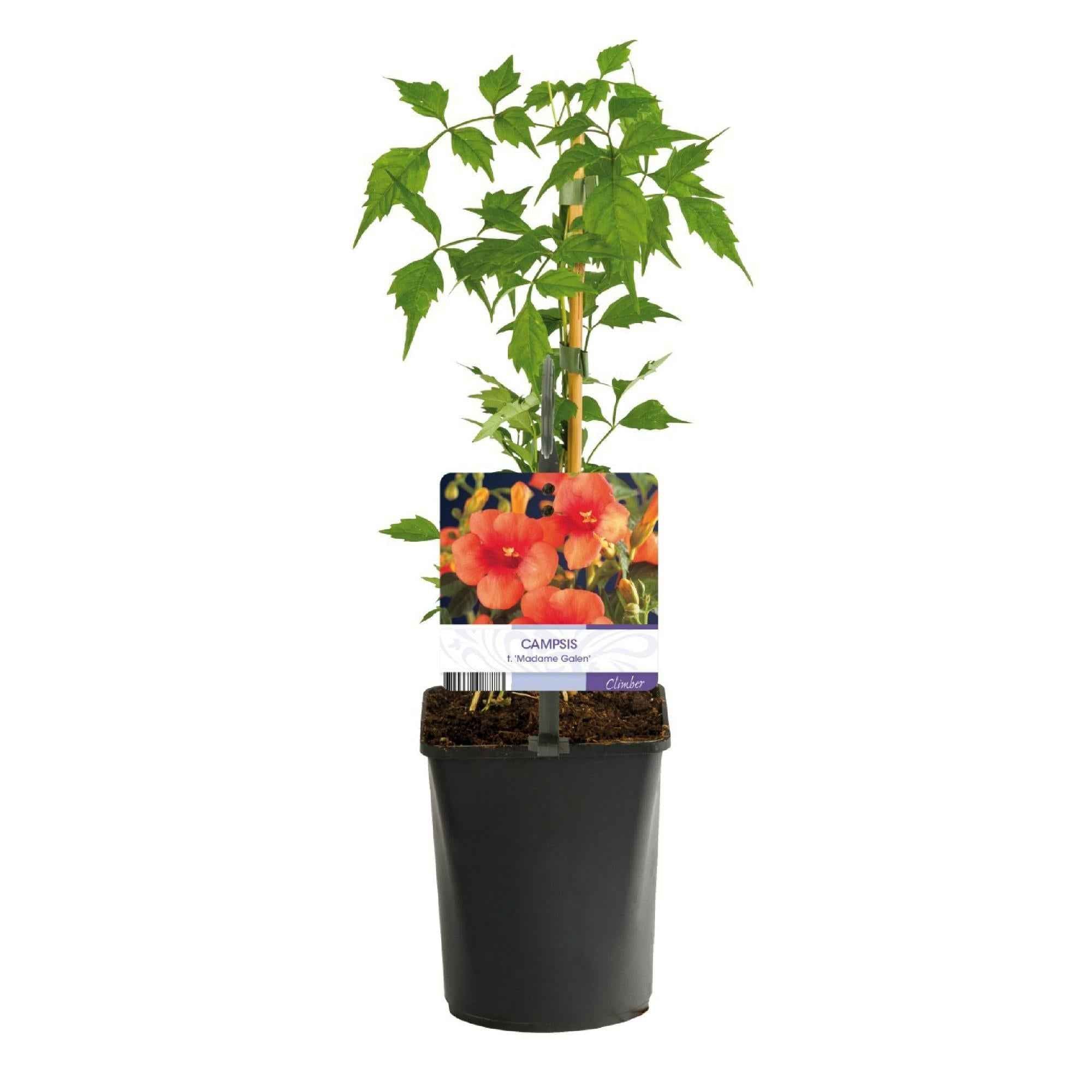 Image of Trompetblume Campsis radicans Madame Galen – Orange Blüten – 2 Pflanzen – 11cm x H40cm – Bis 10m – Pflegeleicht – Ideal für Garten, Balkon & Pergola