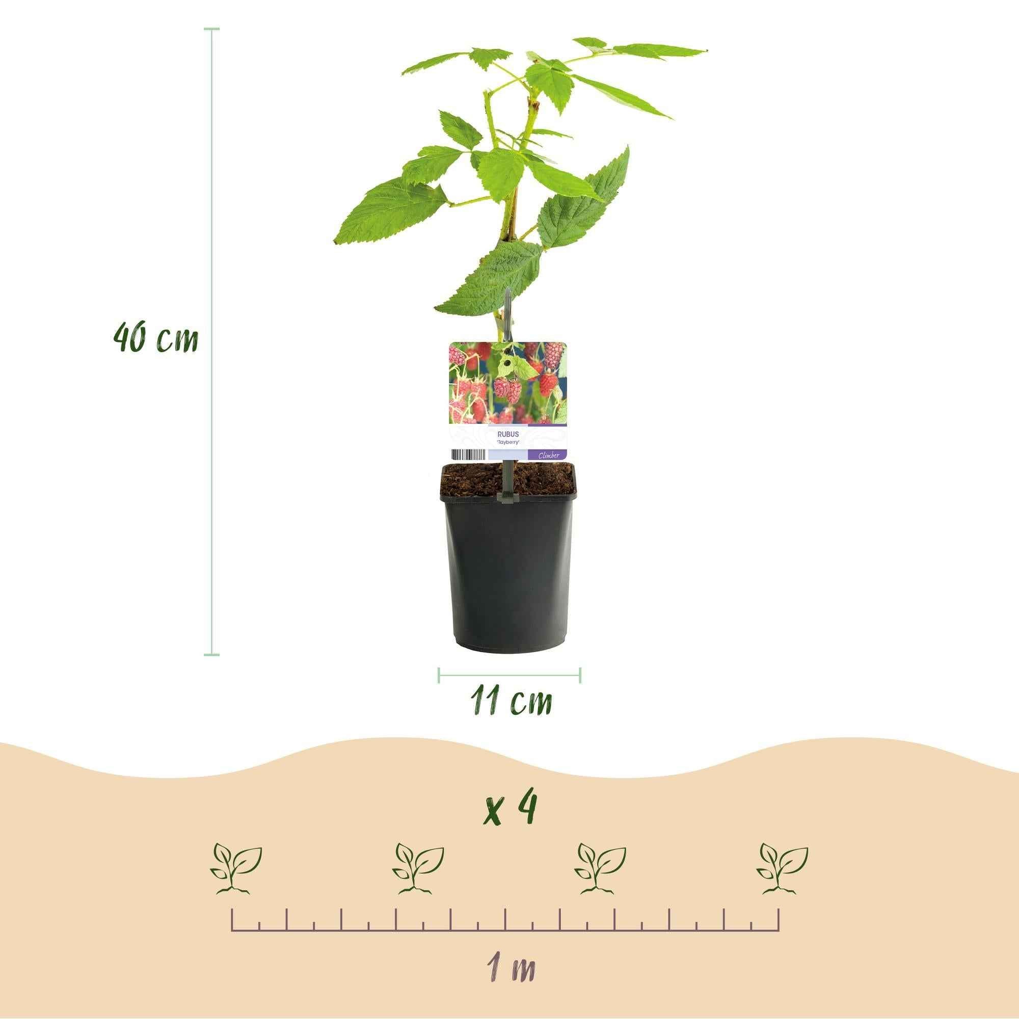 Image of Tayberry Rubus 2er Set, Obstpflanze als Kreuzung aus Himbeere und Brombeere, süße aromatische Beeren, Ø11cm, 40cm hoch, für Garten, Naschgarten,-3
