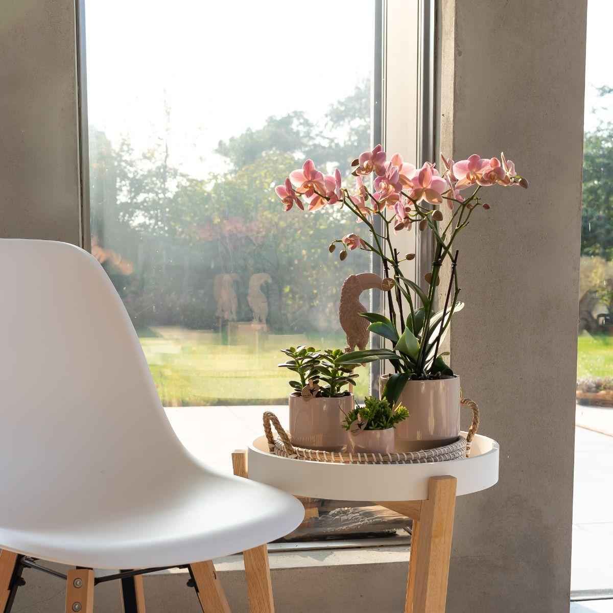 Image of Phalaenopsis Orchidee – Treviso Altrosa – Ø9cm – Blühende Zimmerpflanze – Elegante Deko-Orchidee – Frisch vom Züchter-2