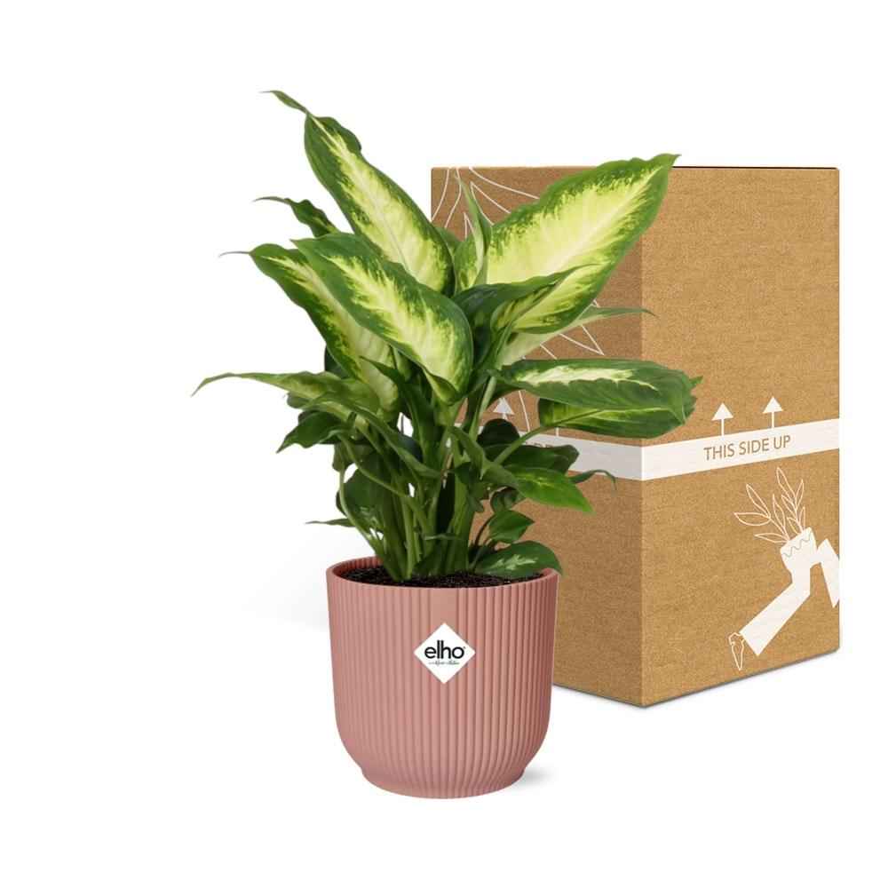 Image of Dieffenbachia ‘Camilla’ – Zimmerpflanze im 14cm – Luftreinigende tropische Zimmerpflanze – Pflegeleicht – Halbschatten geeignet-2