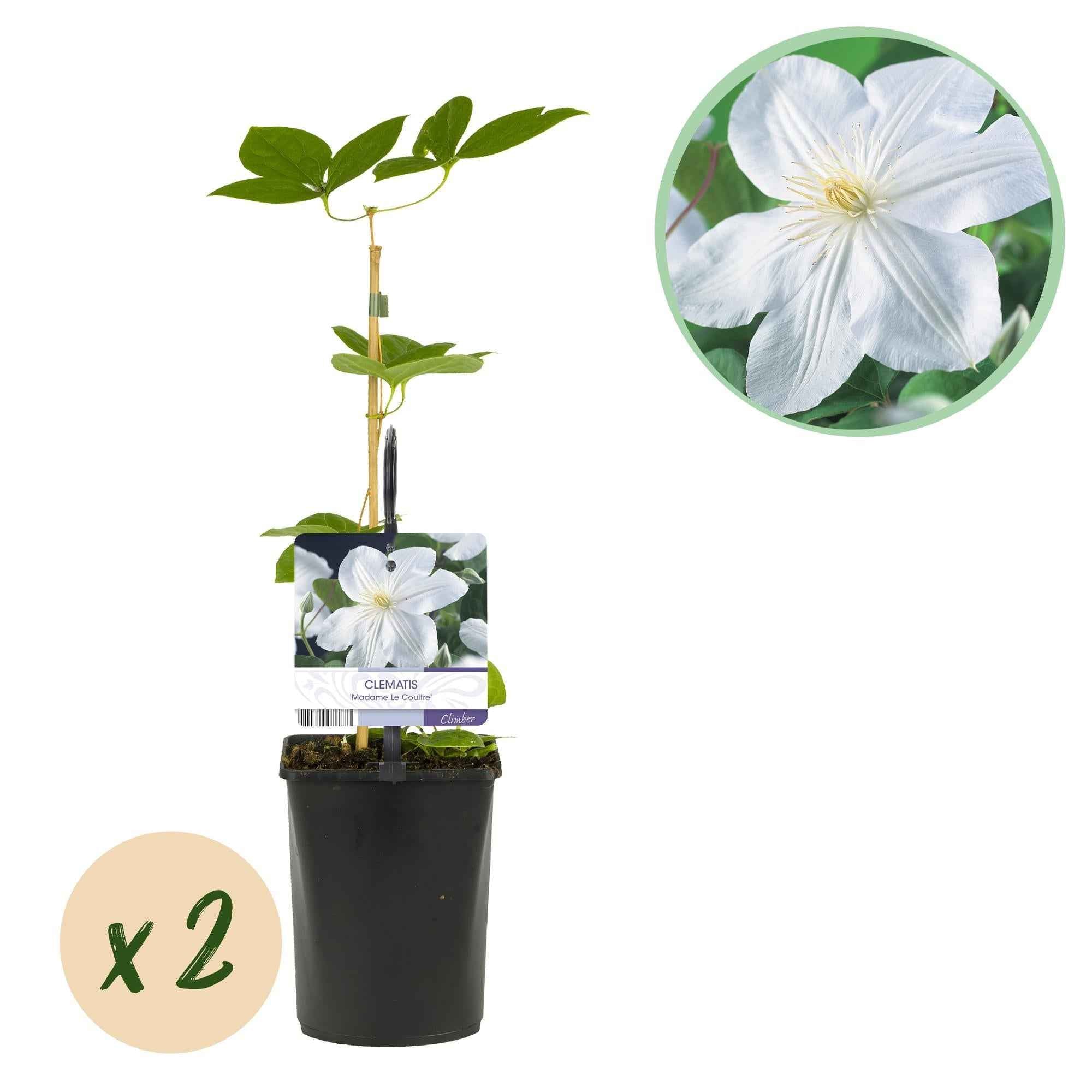Image of Kletterpflanze Clematis Madame Le Coultre – Cremig weiße Blüten – Wenig Pflege – 2 Pflanzen – 11cm Höhe 40cm – Für Garten, Terrasse & Pergolen-1